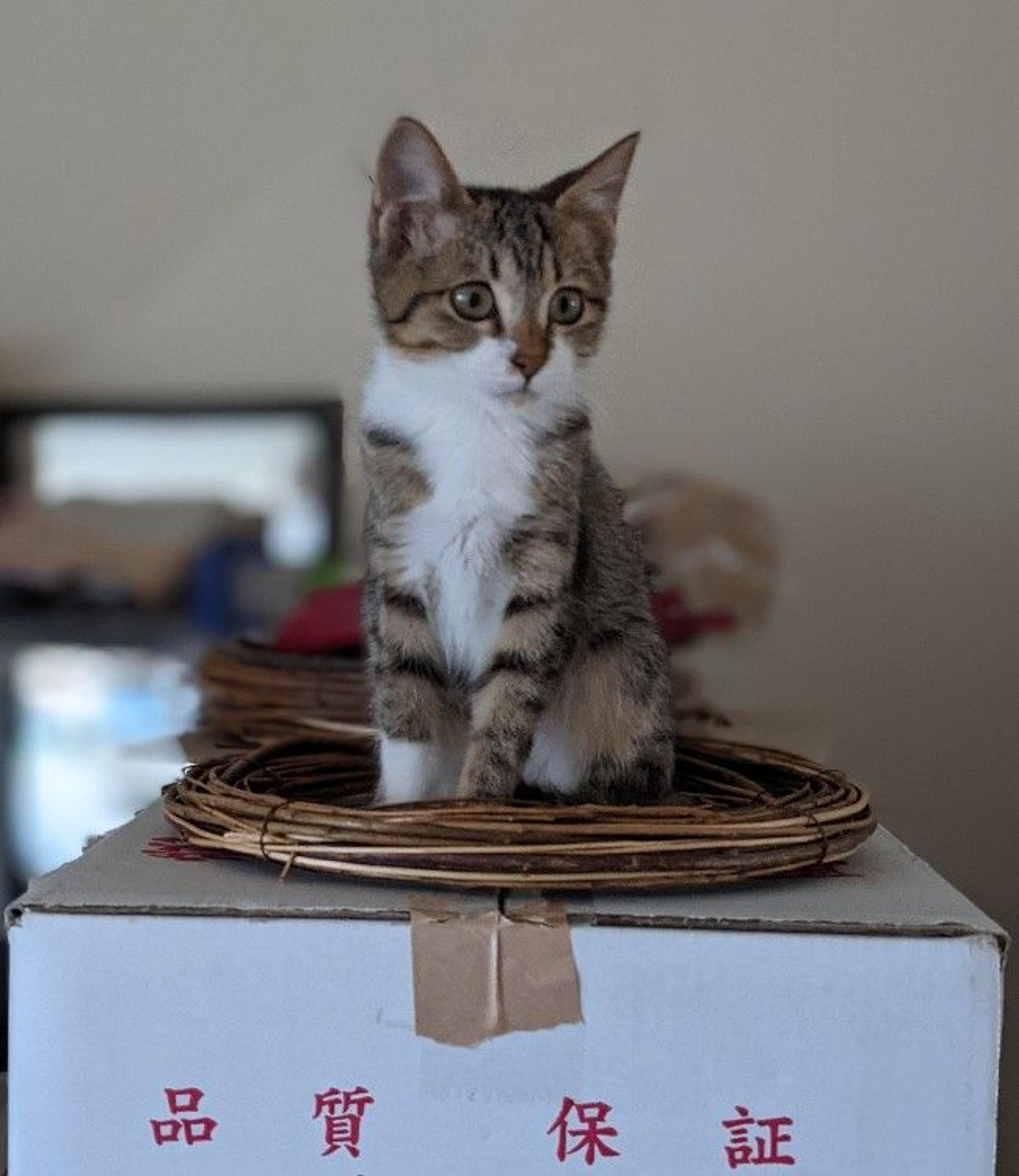 pet-image-2