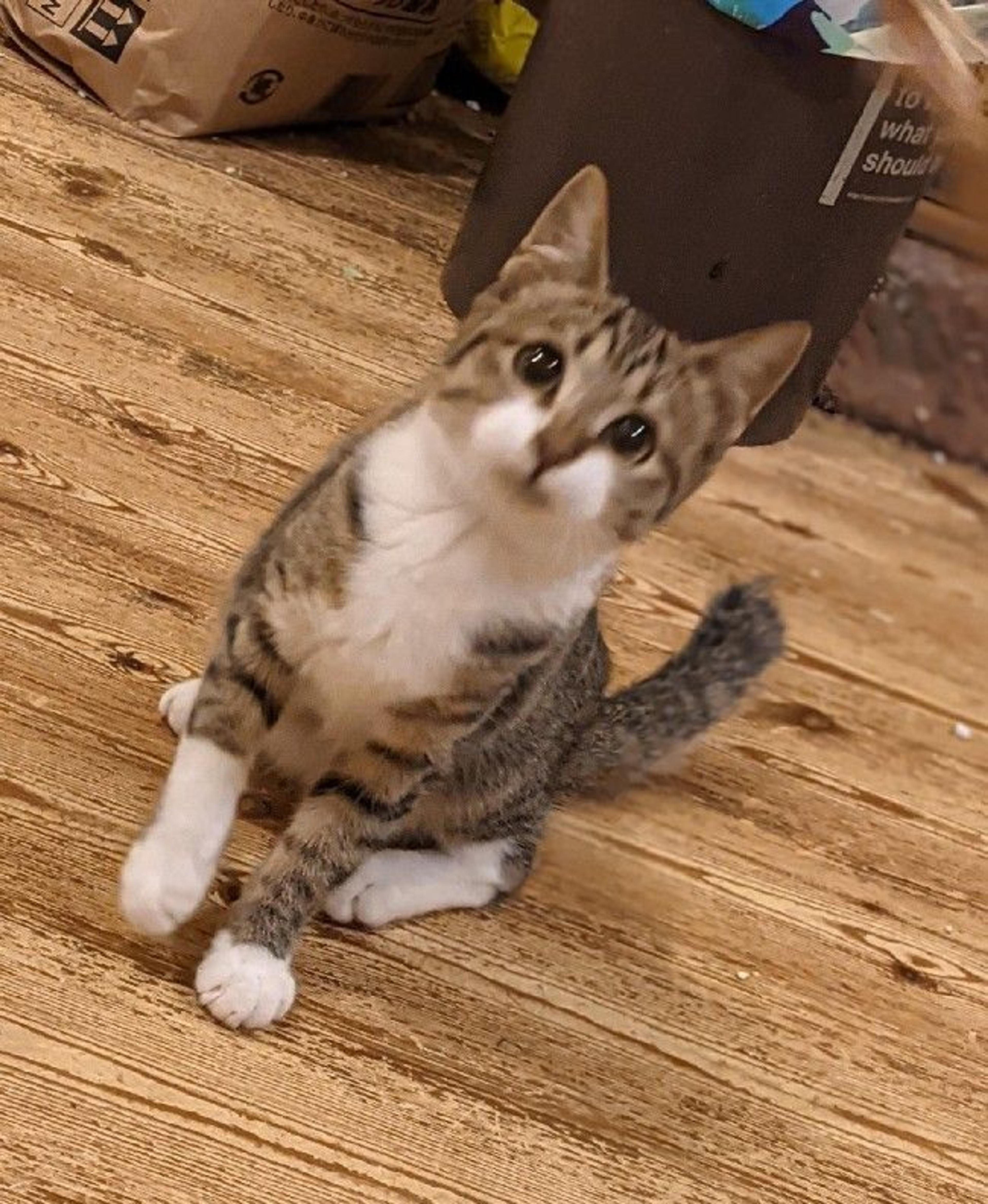 pet-image-3