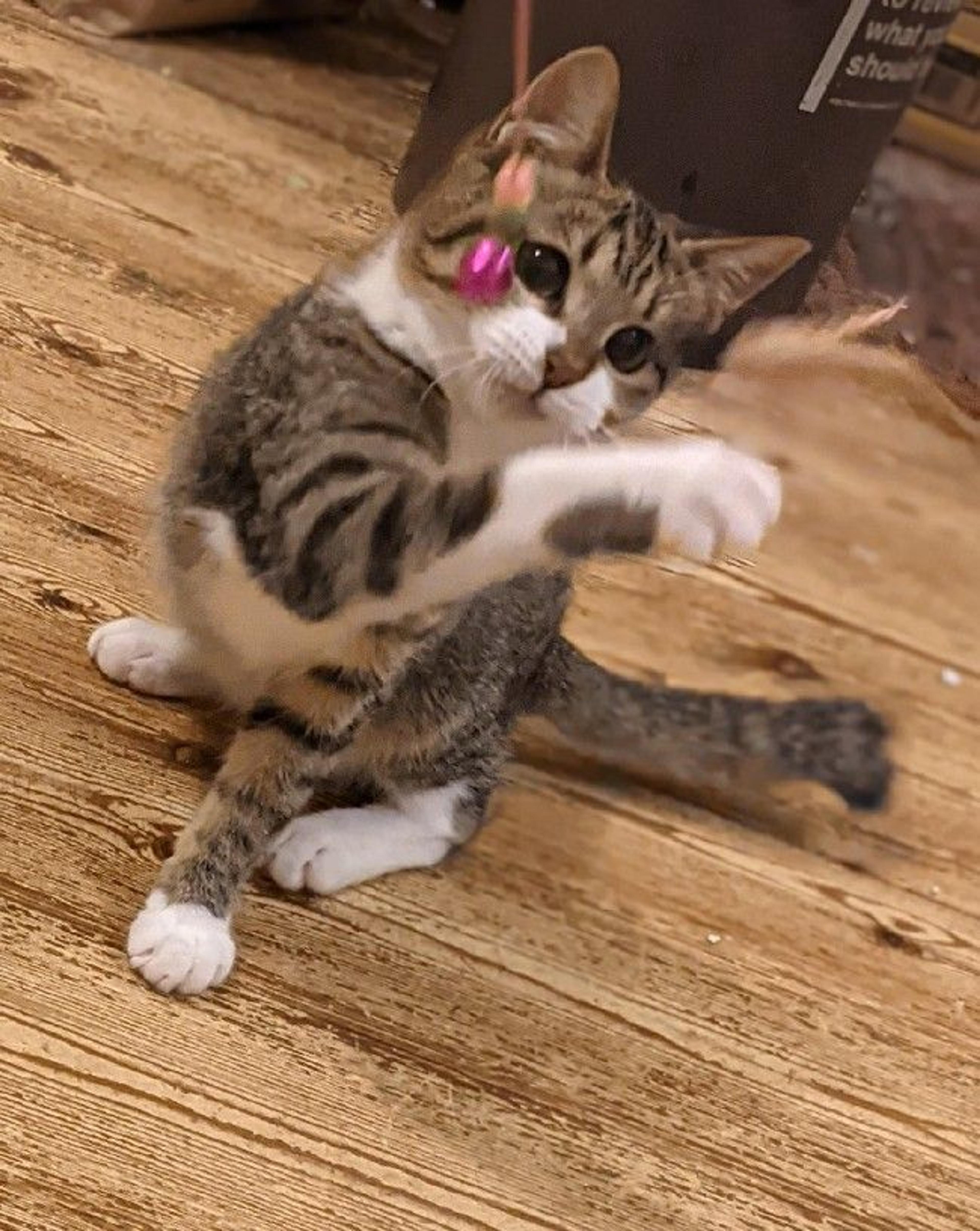 pet-image-4