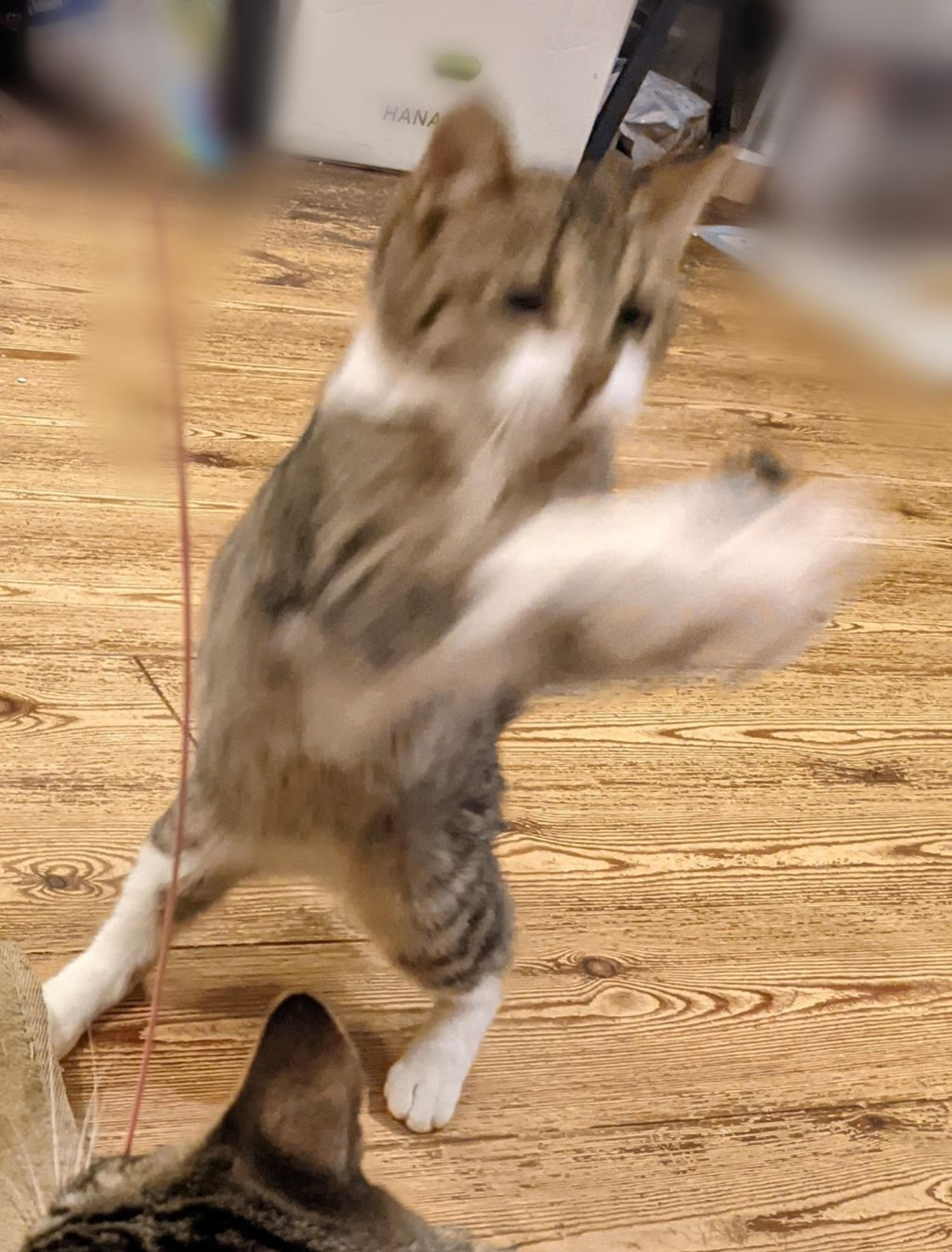 pet-image-5