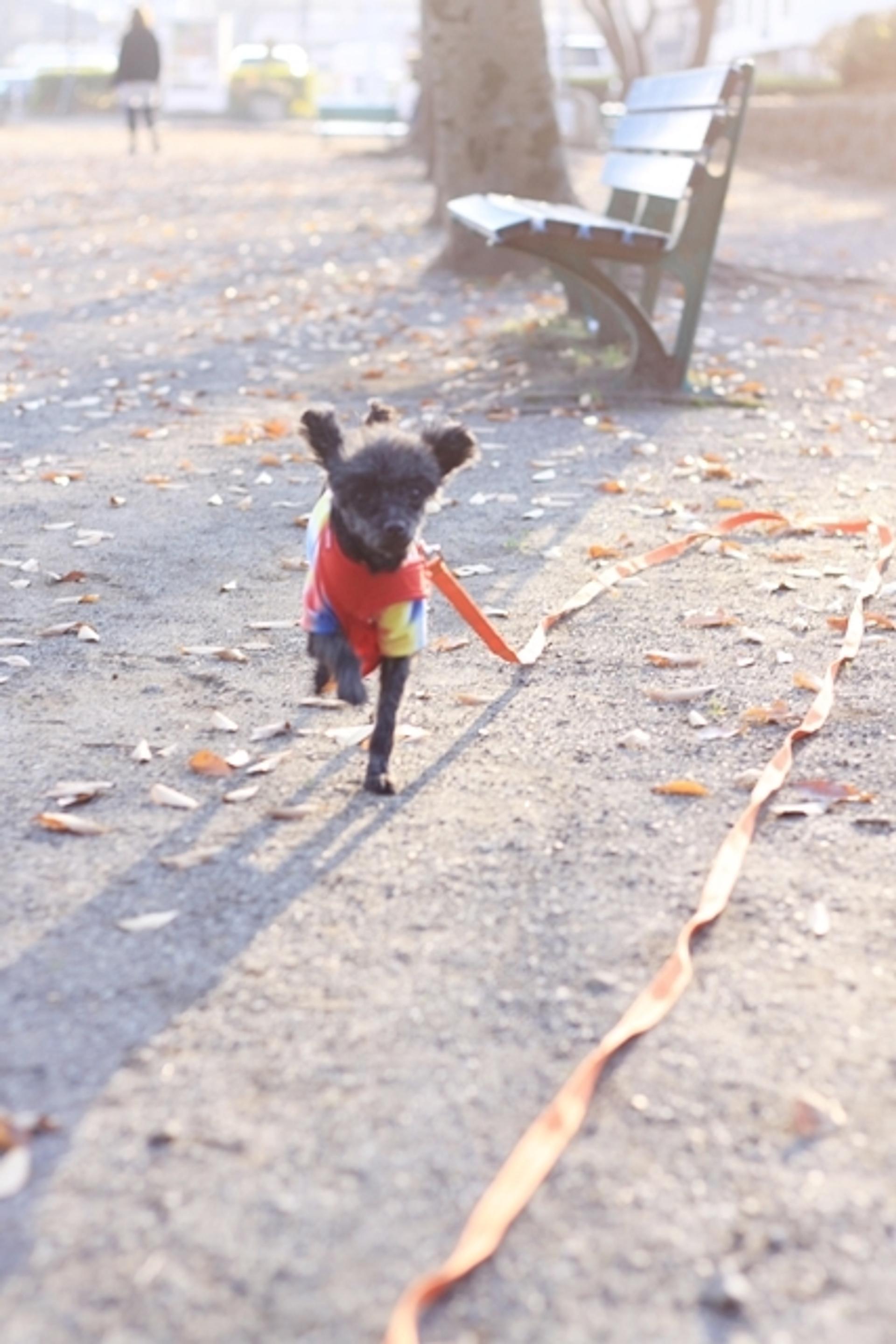 pet-image-3