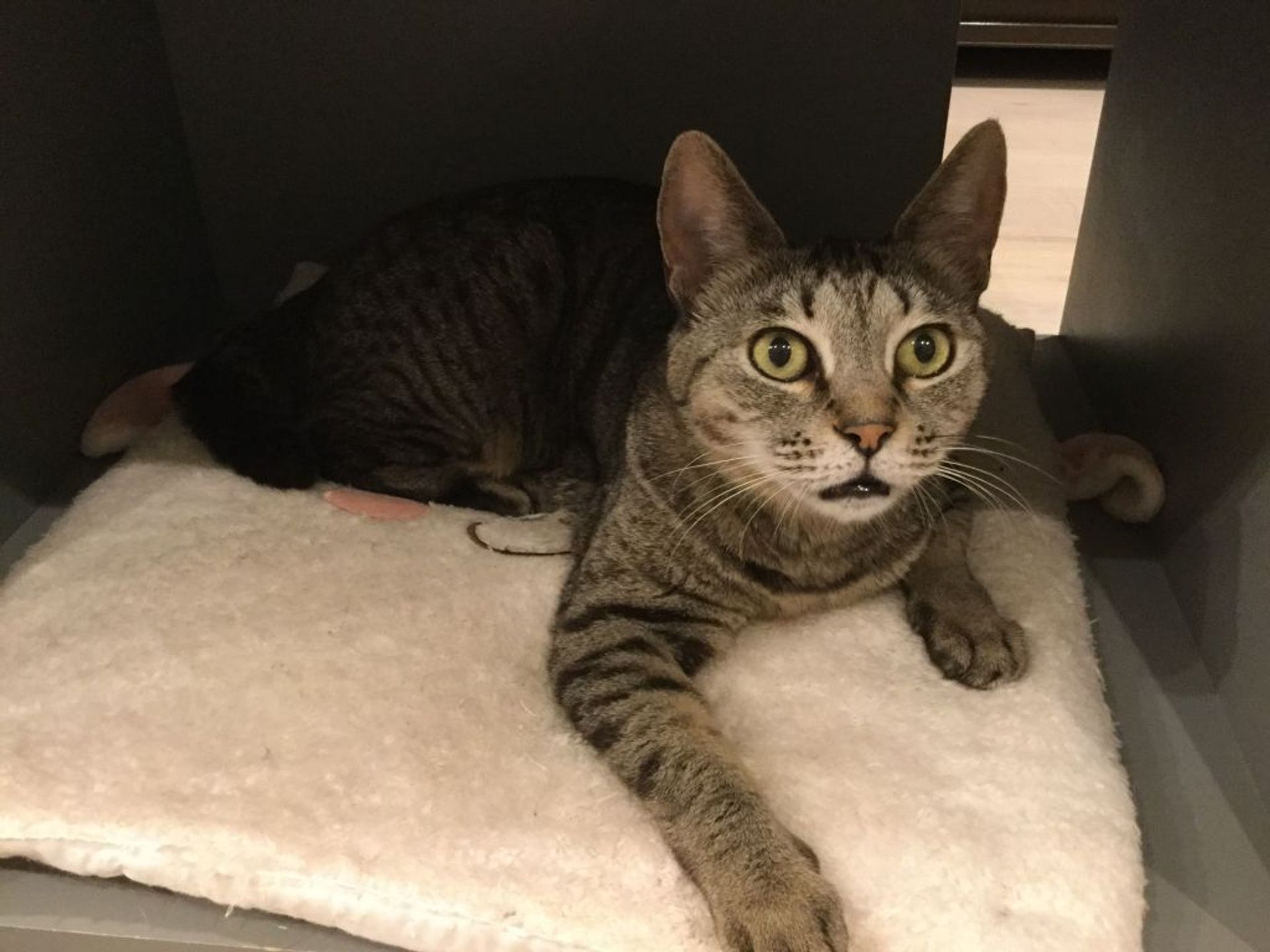 雑種（ミックス猫）・メスの里親募集の写真