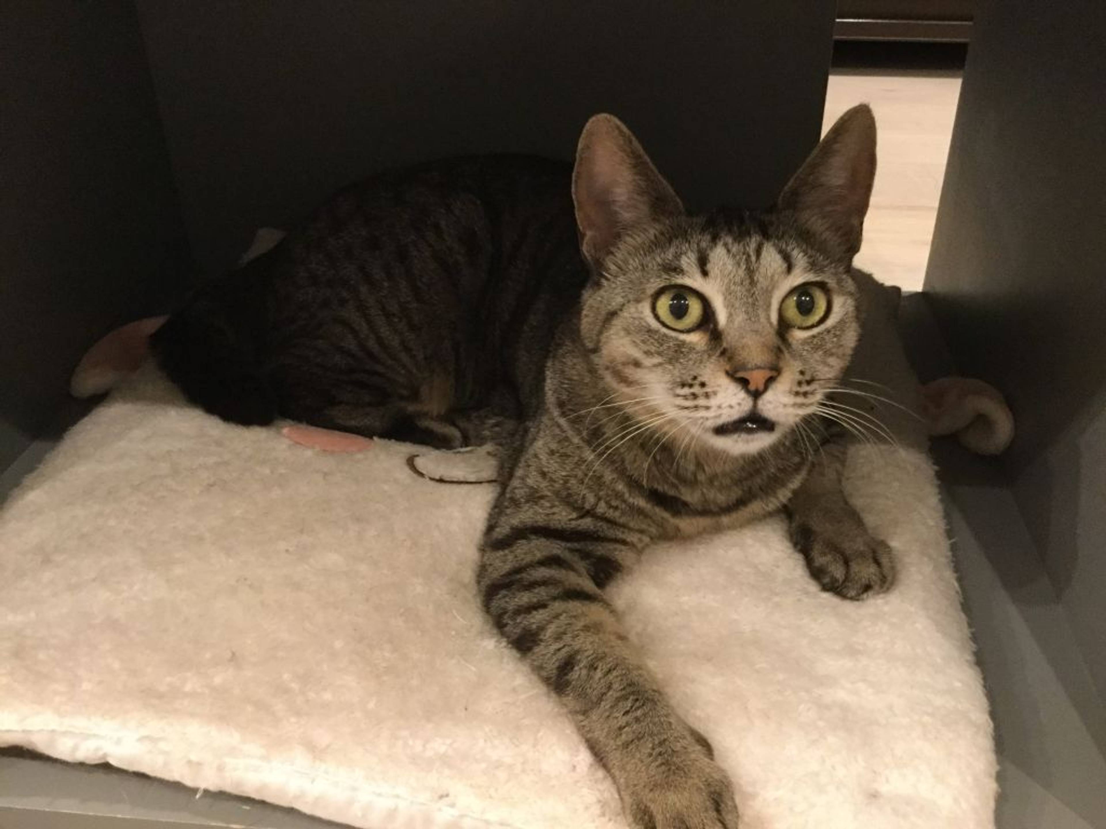 雑種（ミックス猫）・メスの里親募集の写真