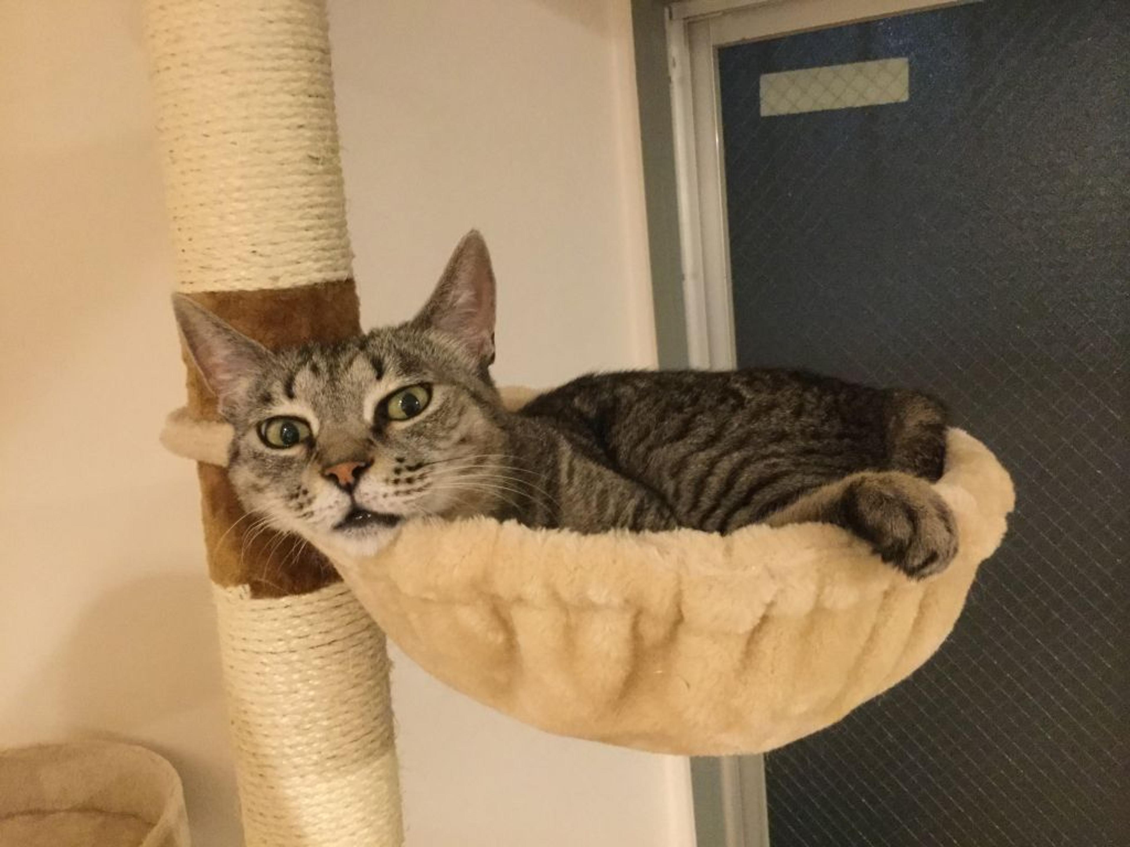 pet-image-2