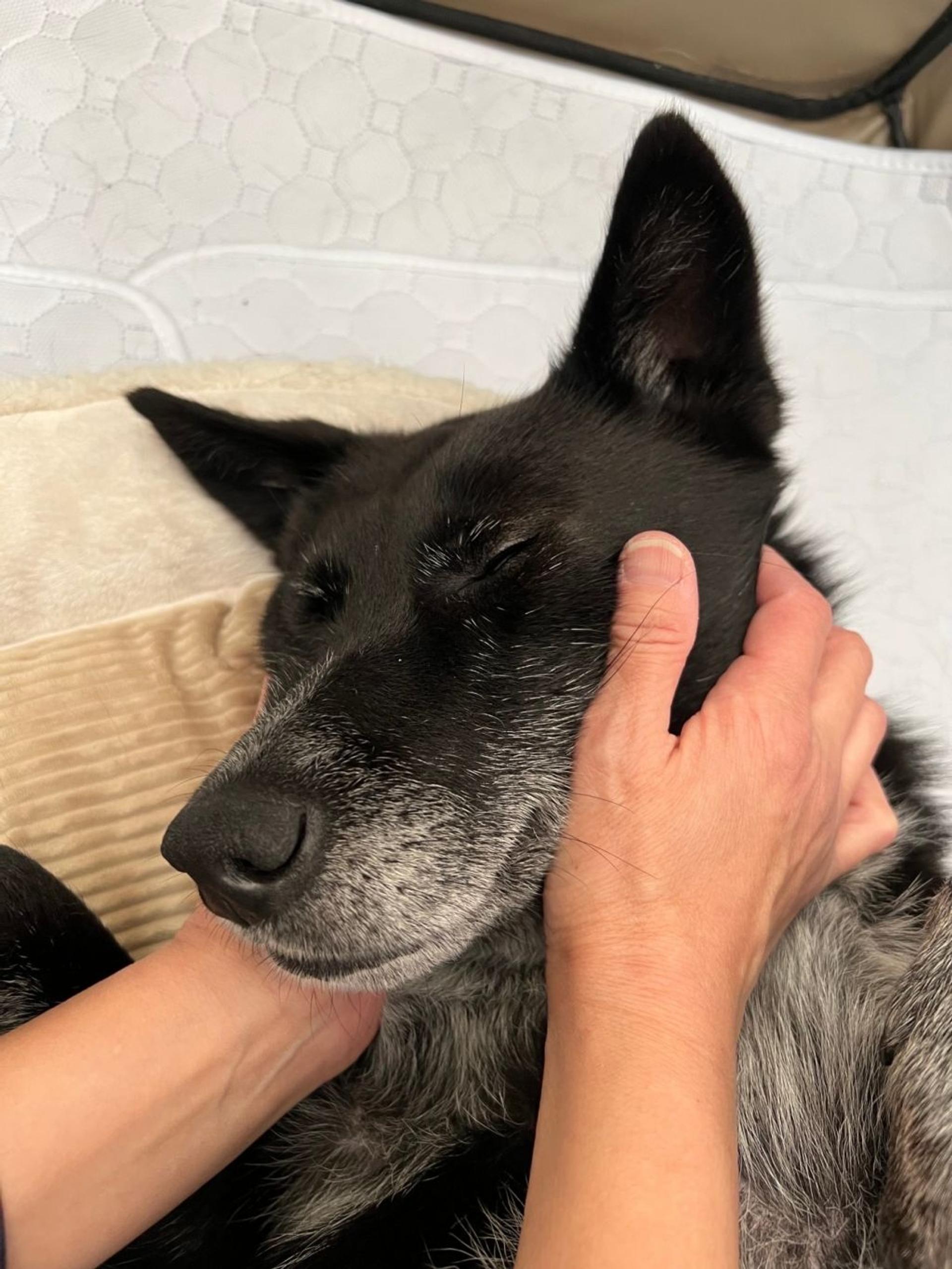 pet-image-7