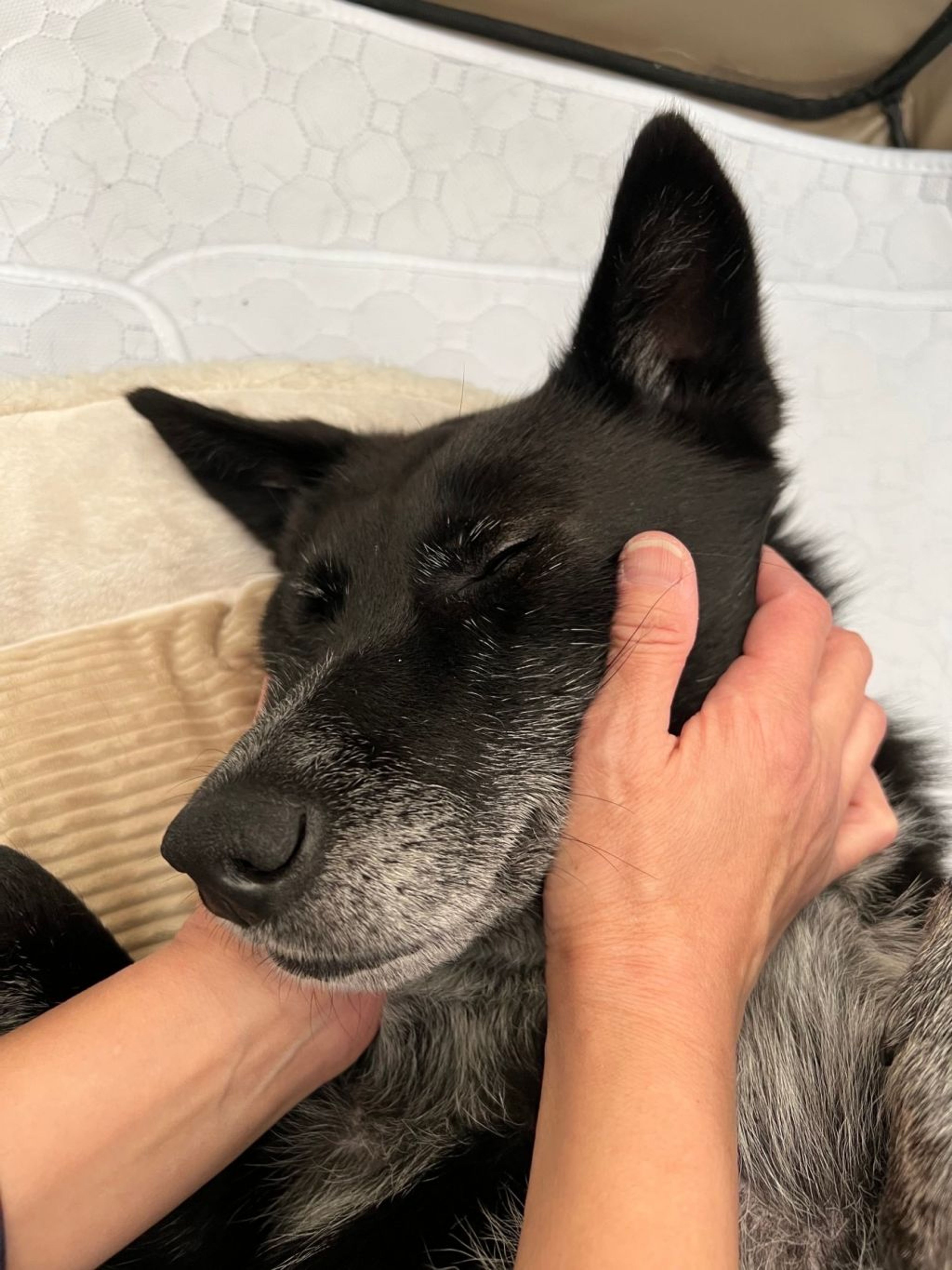 pet-image-7