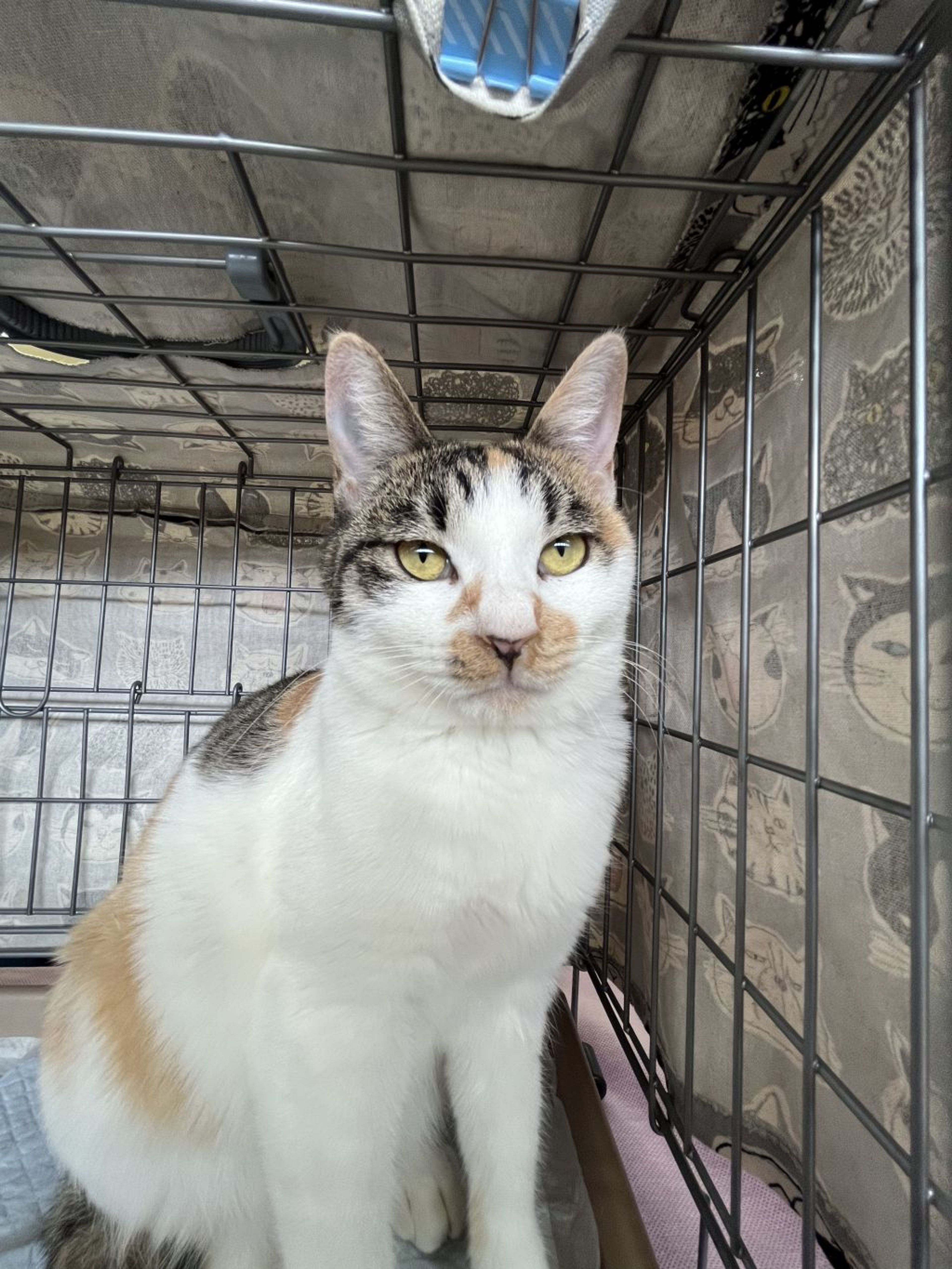 pet-image-2