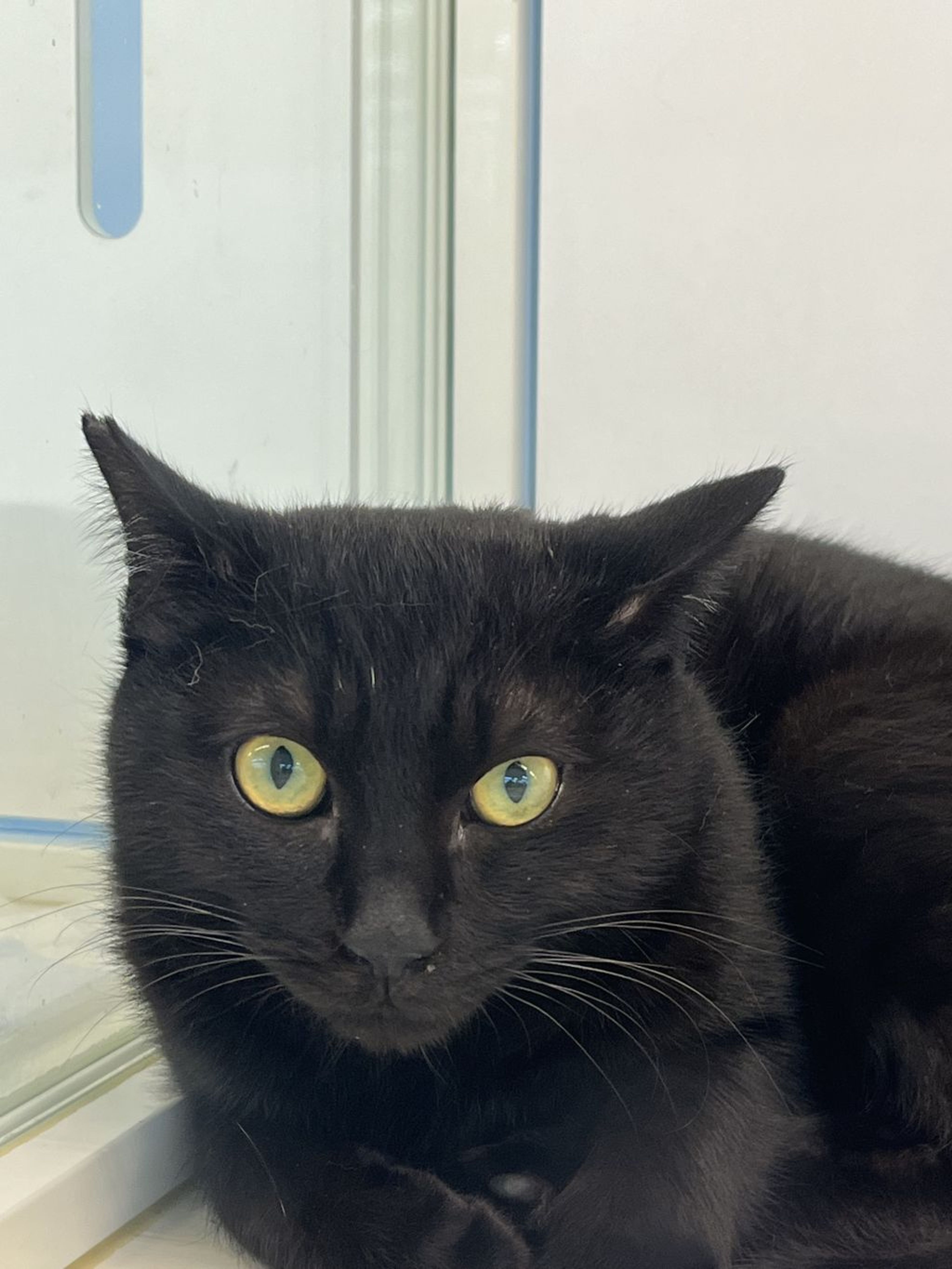 pet-image-2