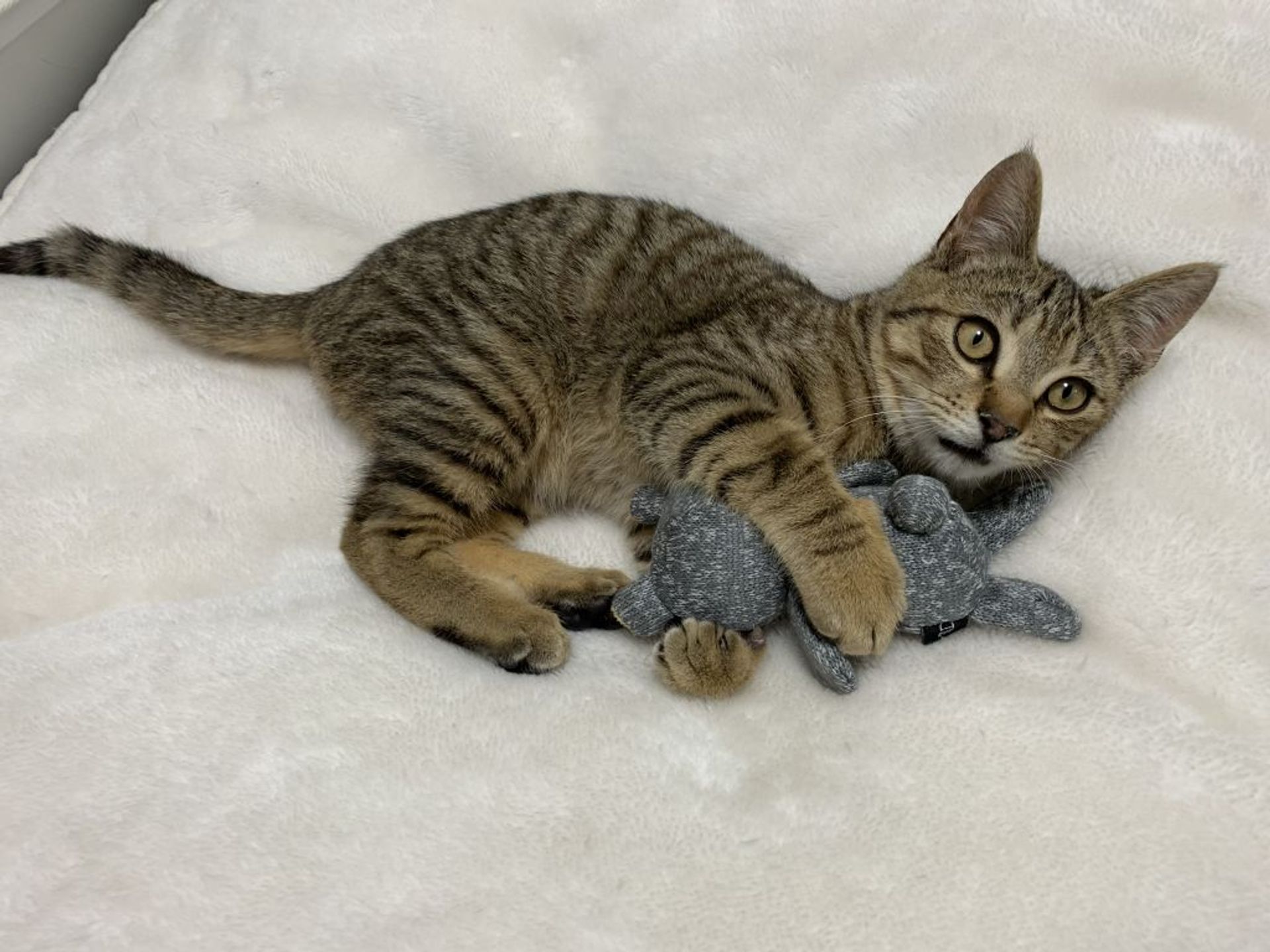 雑種（ミックス猫）・オスの里親募集の写真