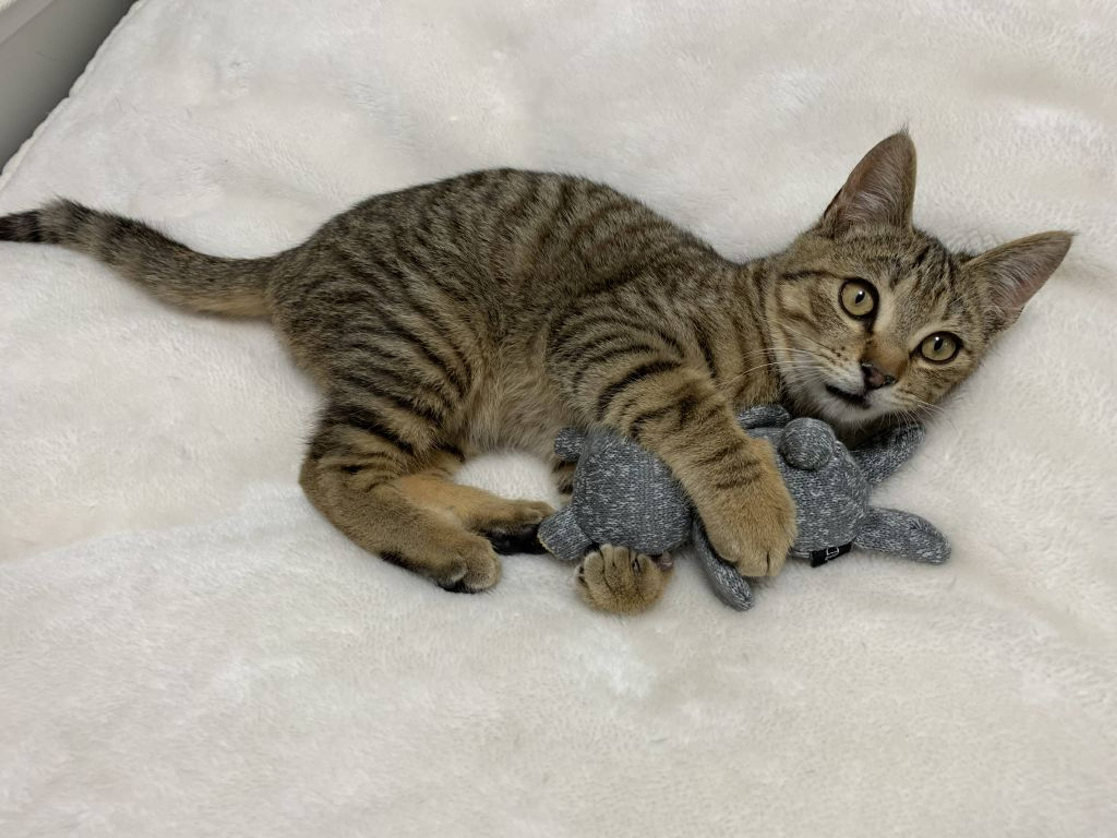 雑種（ミックス猫）・オスの里親募集の写真