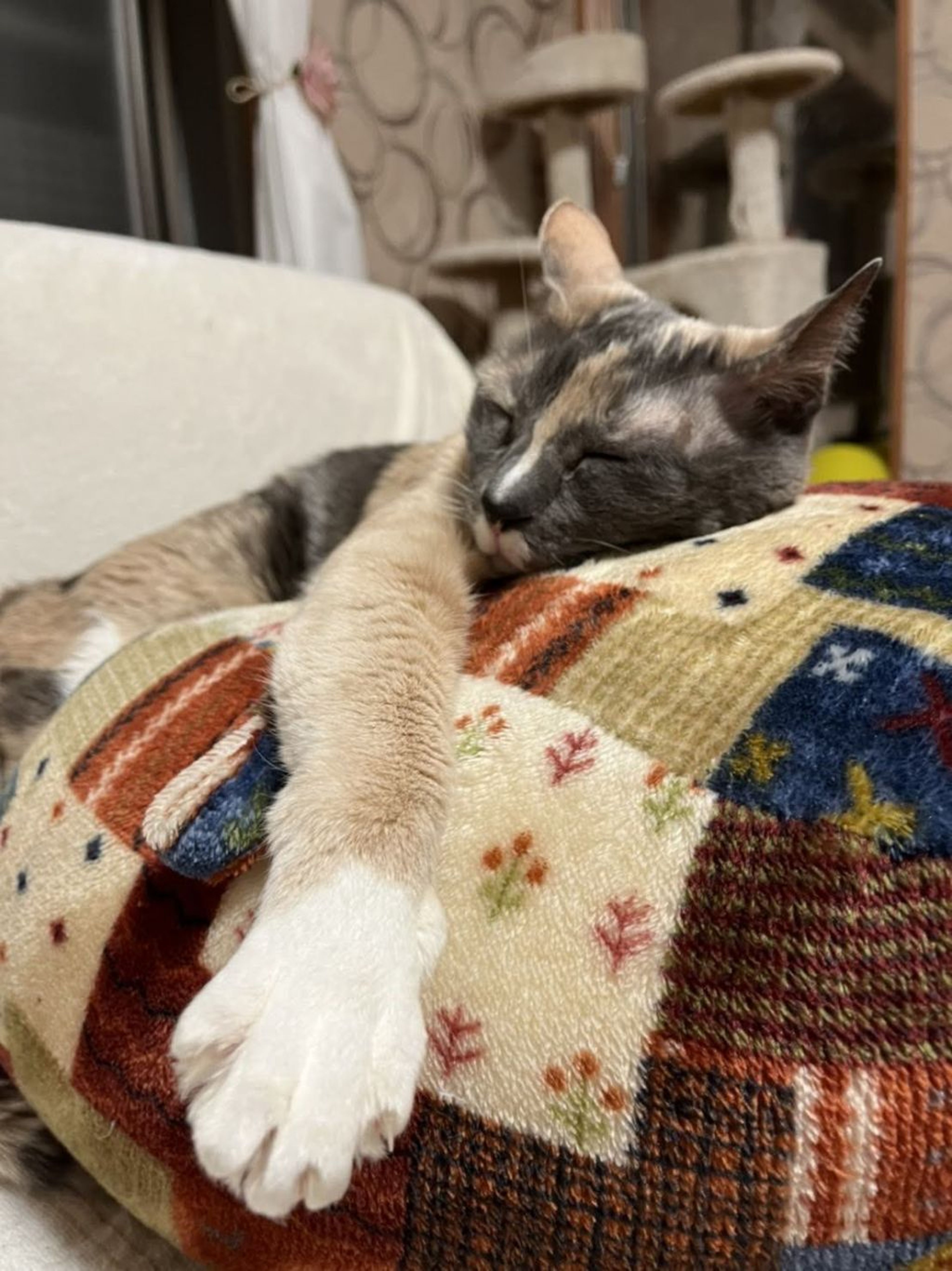 雑種（ミックス猫）・メスの里親募集の写真