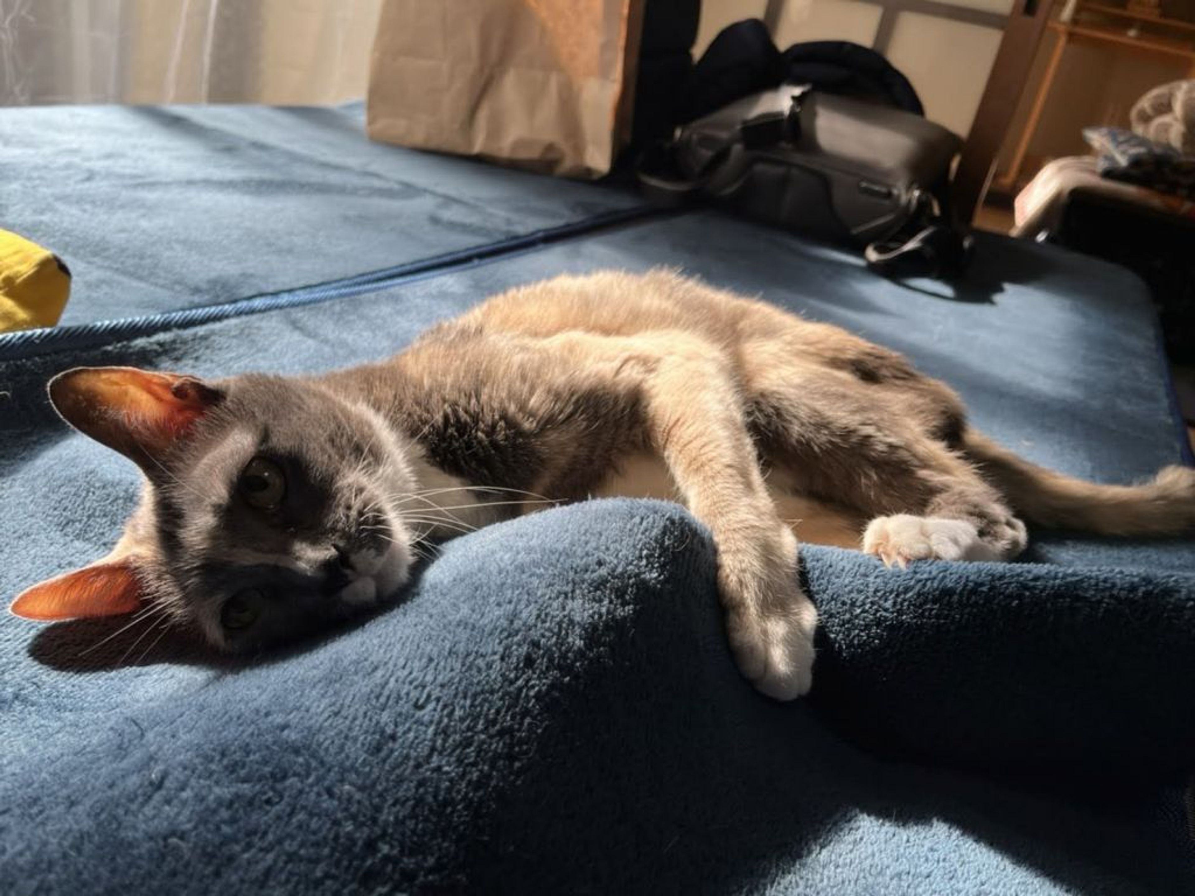 pet-image-2