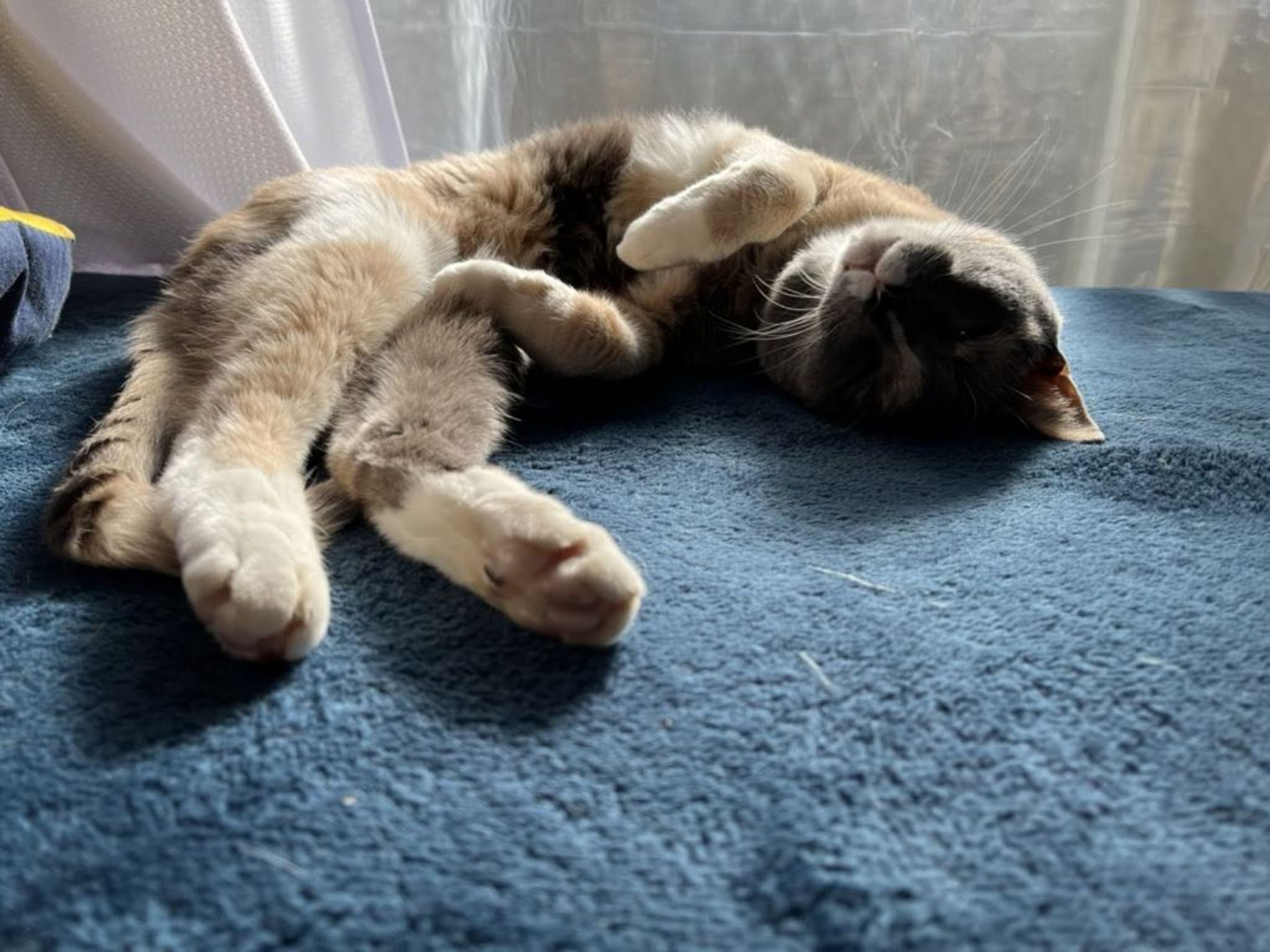 pet-image-3