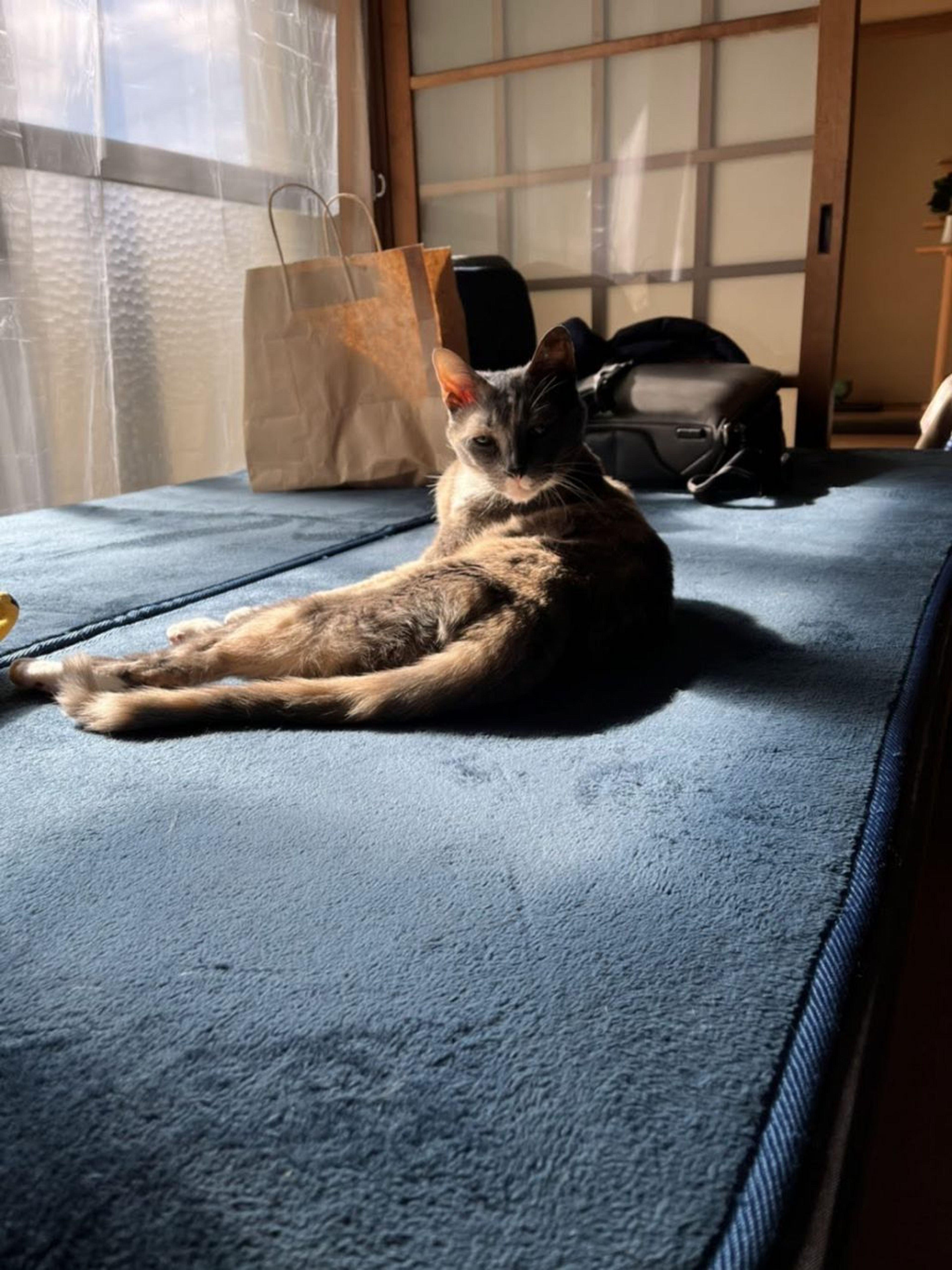 pet-image-4