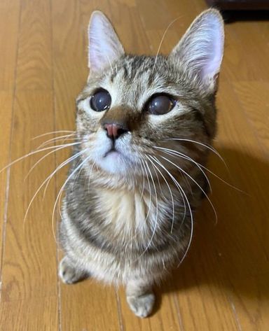 らいの写真
