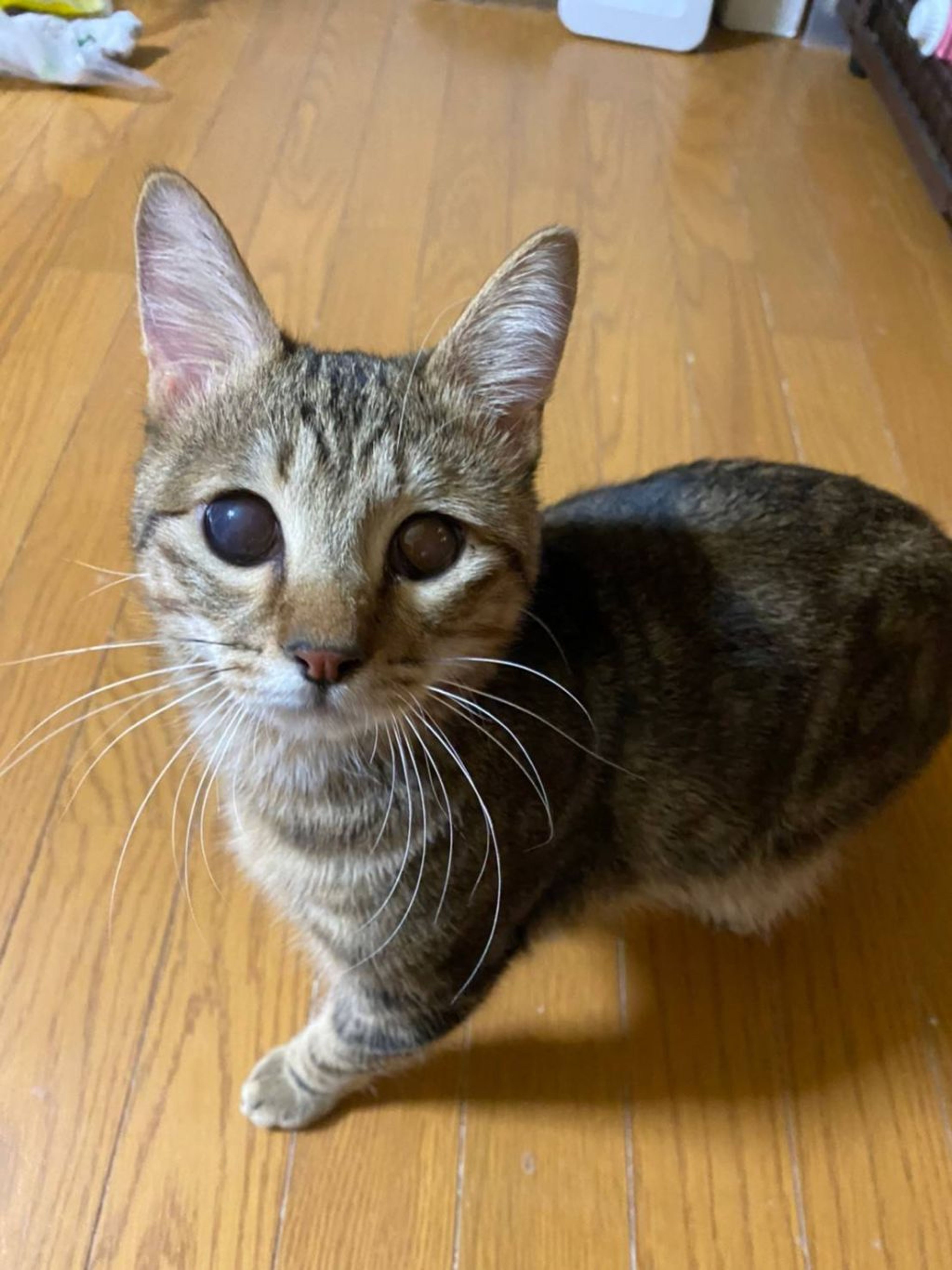 pet-image-3