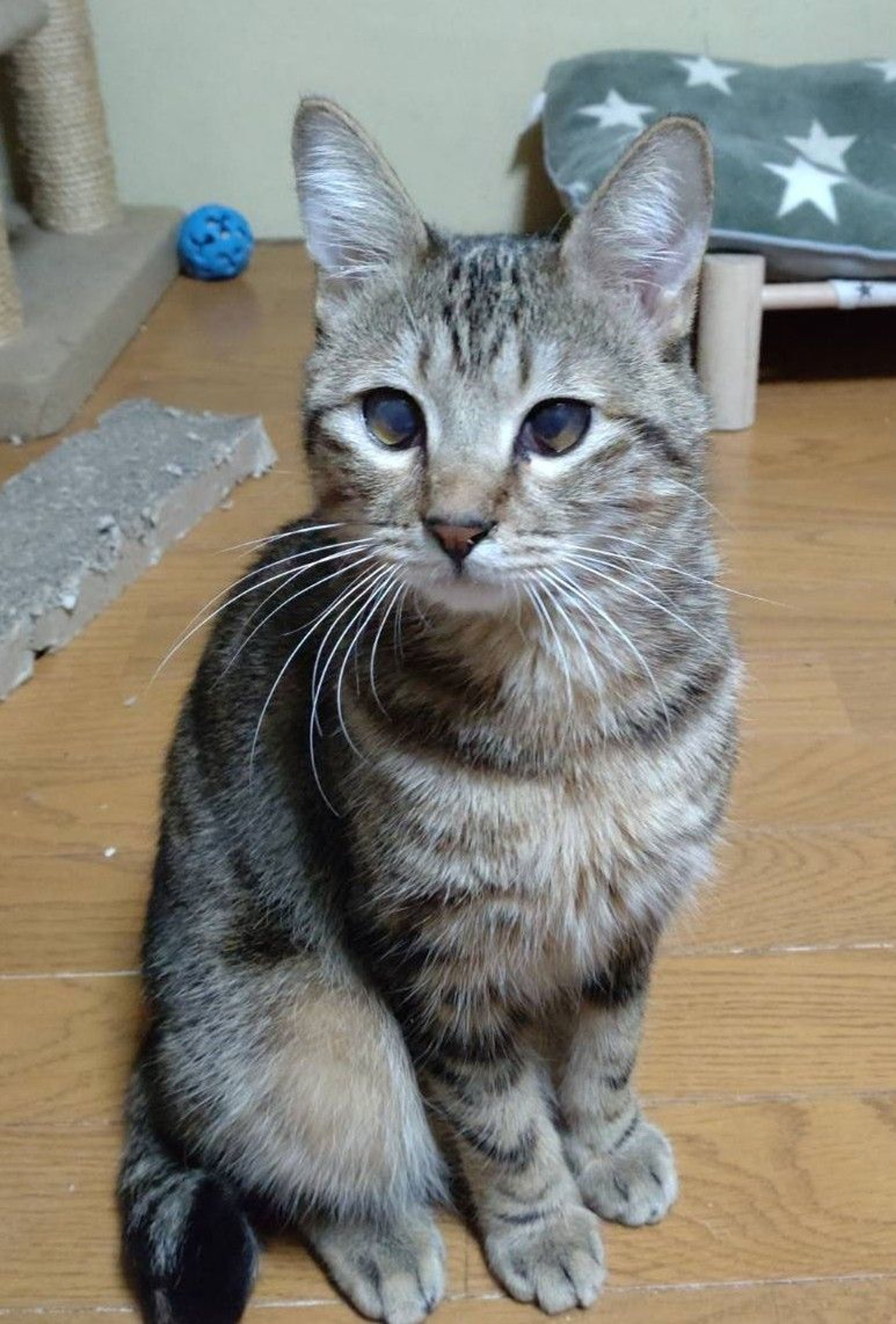 pet-image-4