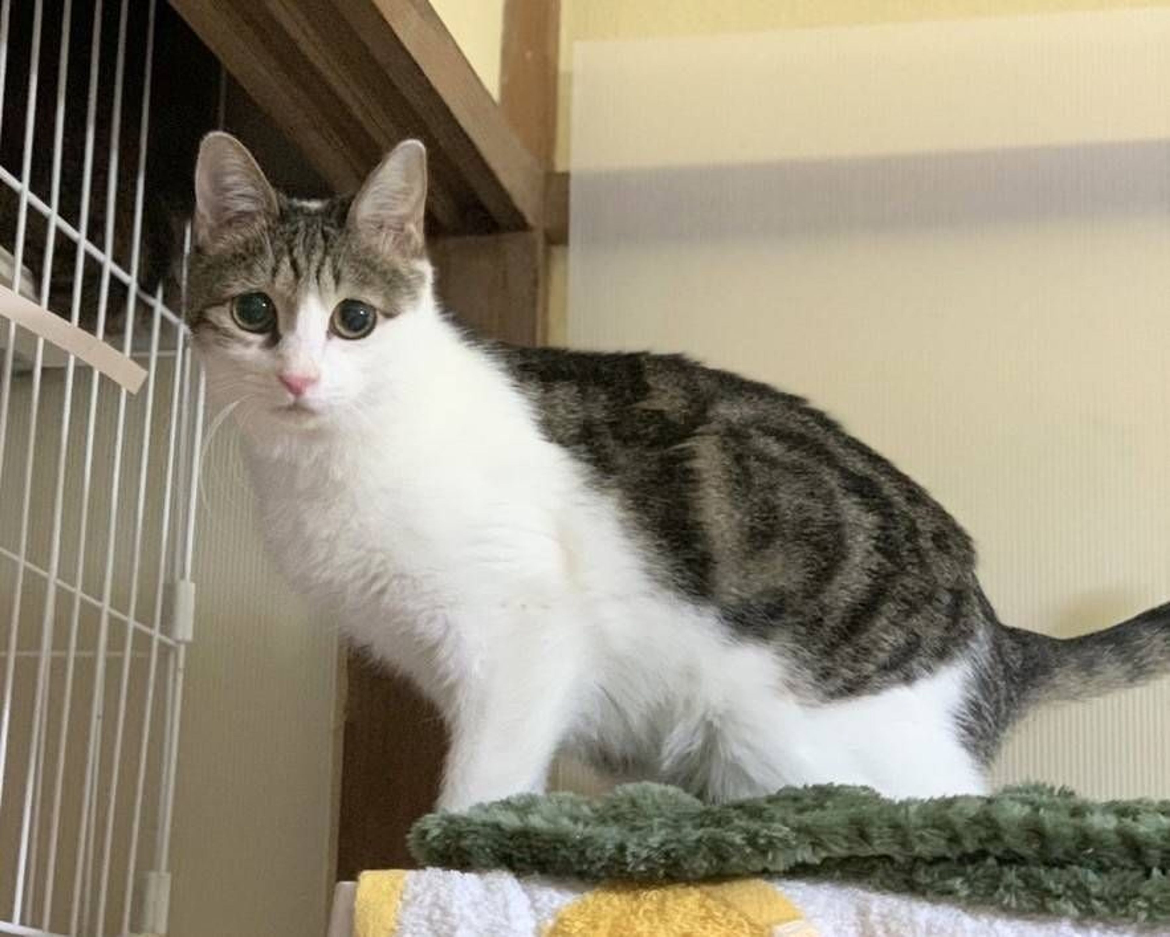 pet-image-2