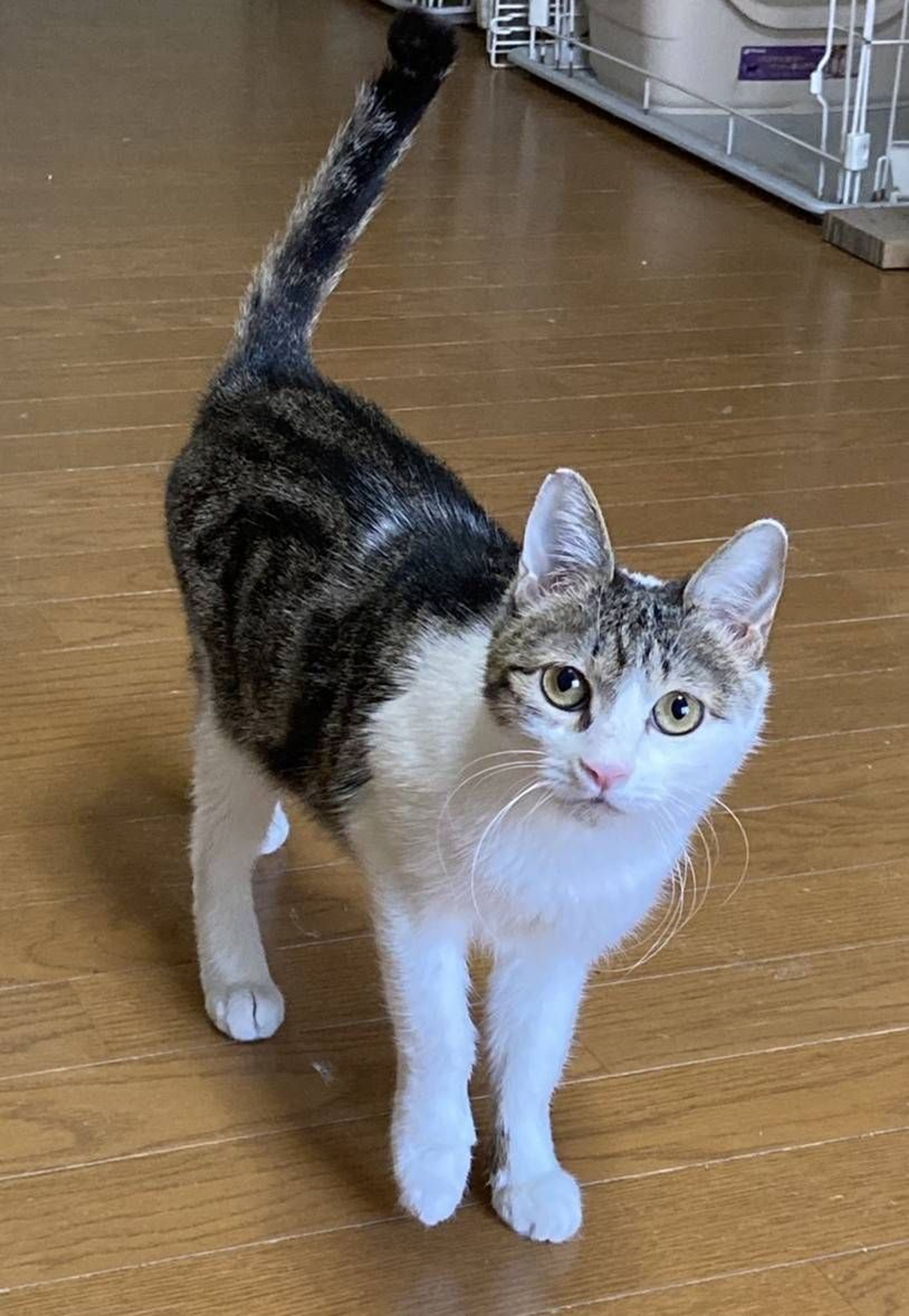 pet-image-3