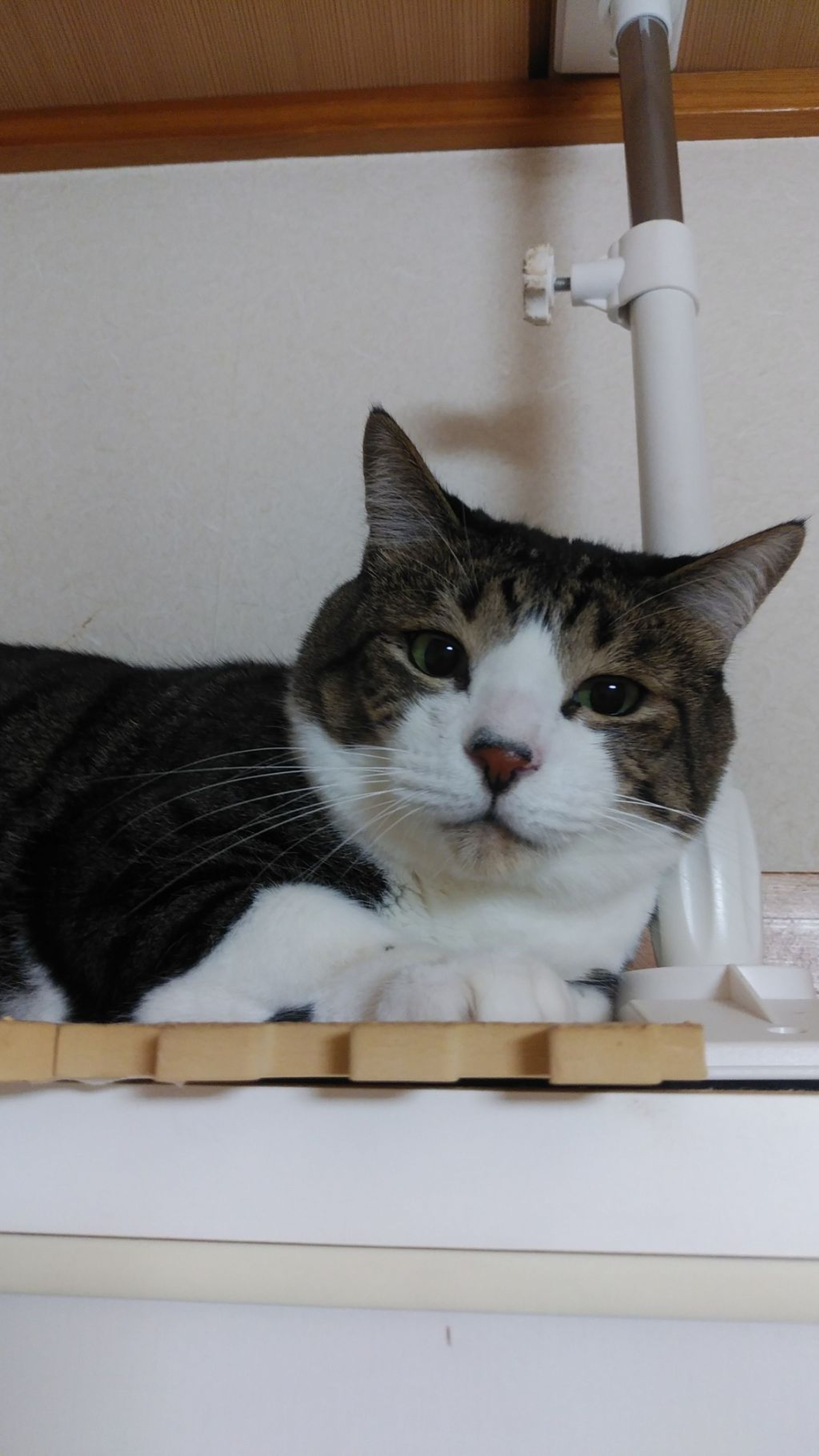 pet-image-3