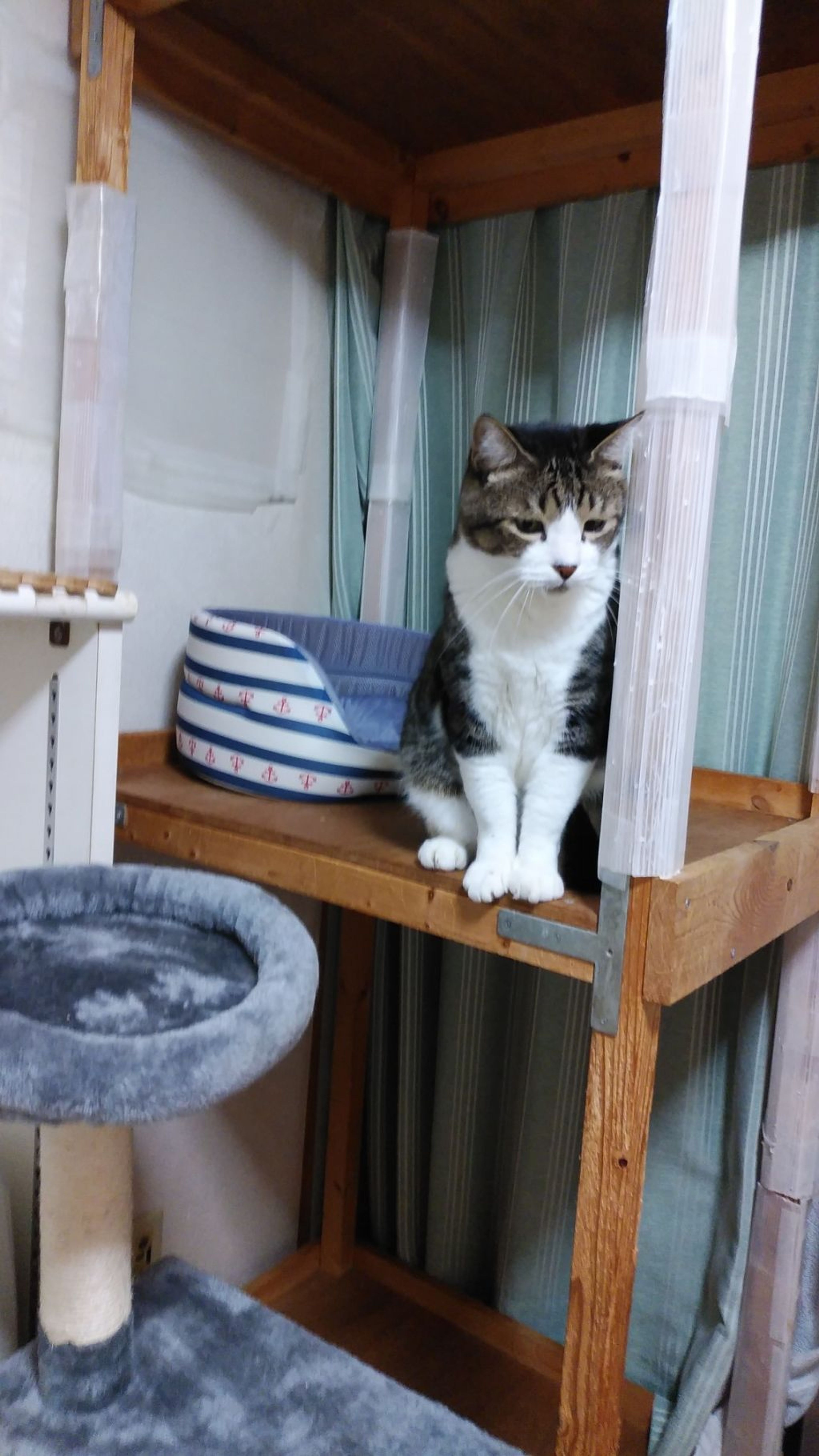 雑種（ミックス猫）・オスの里親募集の写真