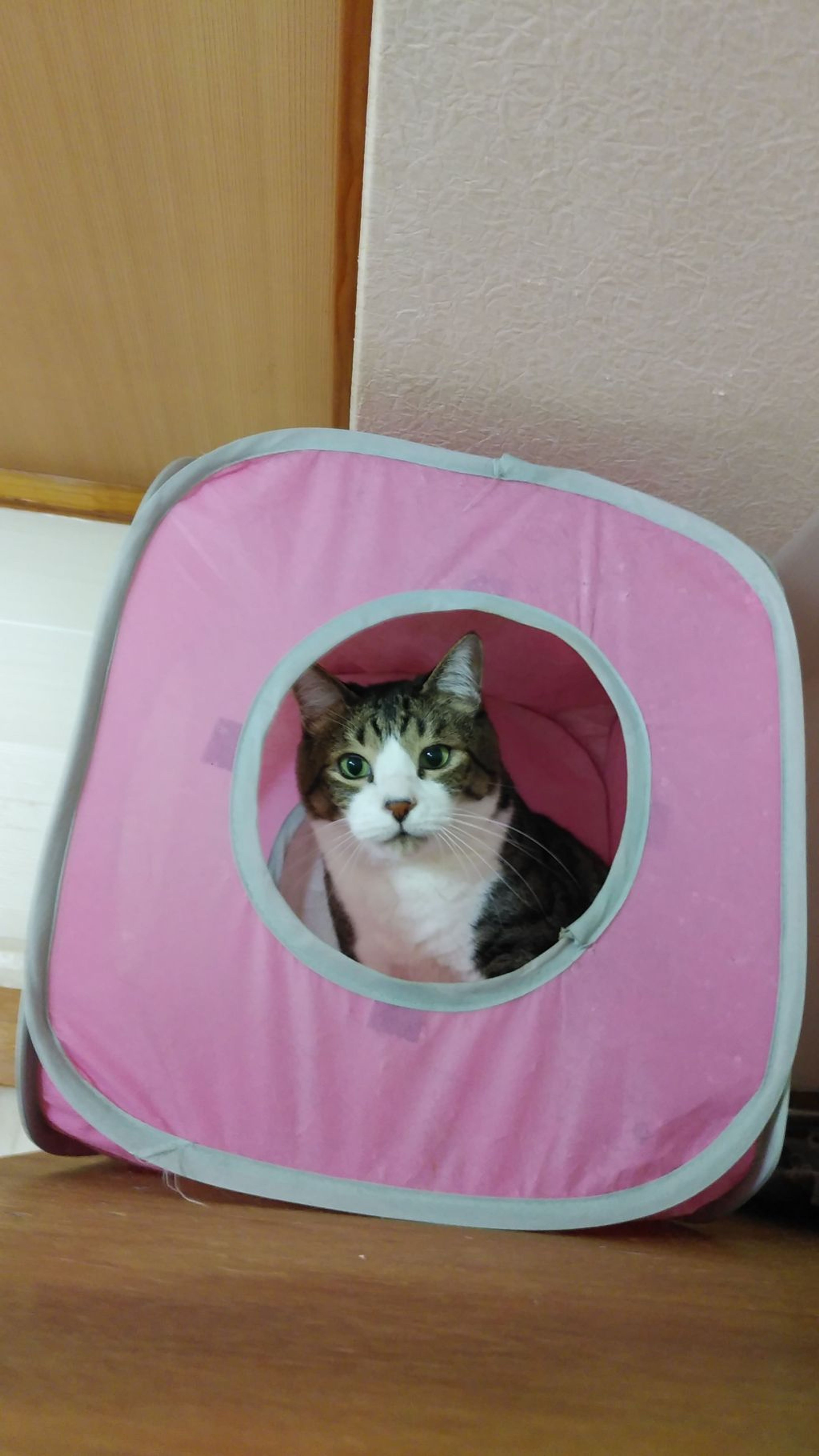 pet-image-2