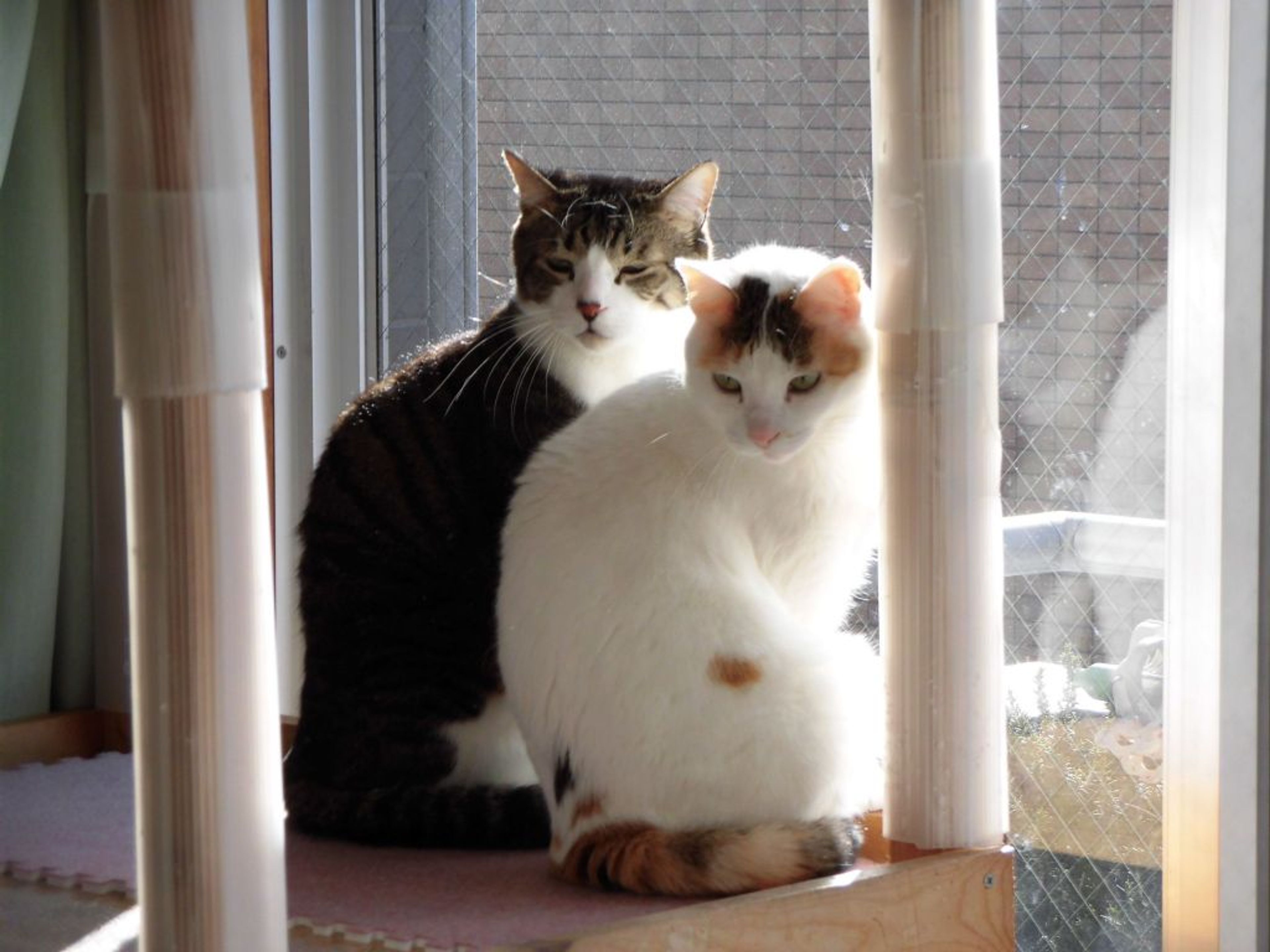 pet-image-4