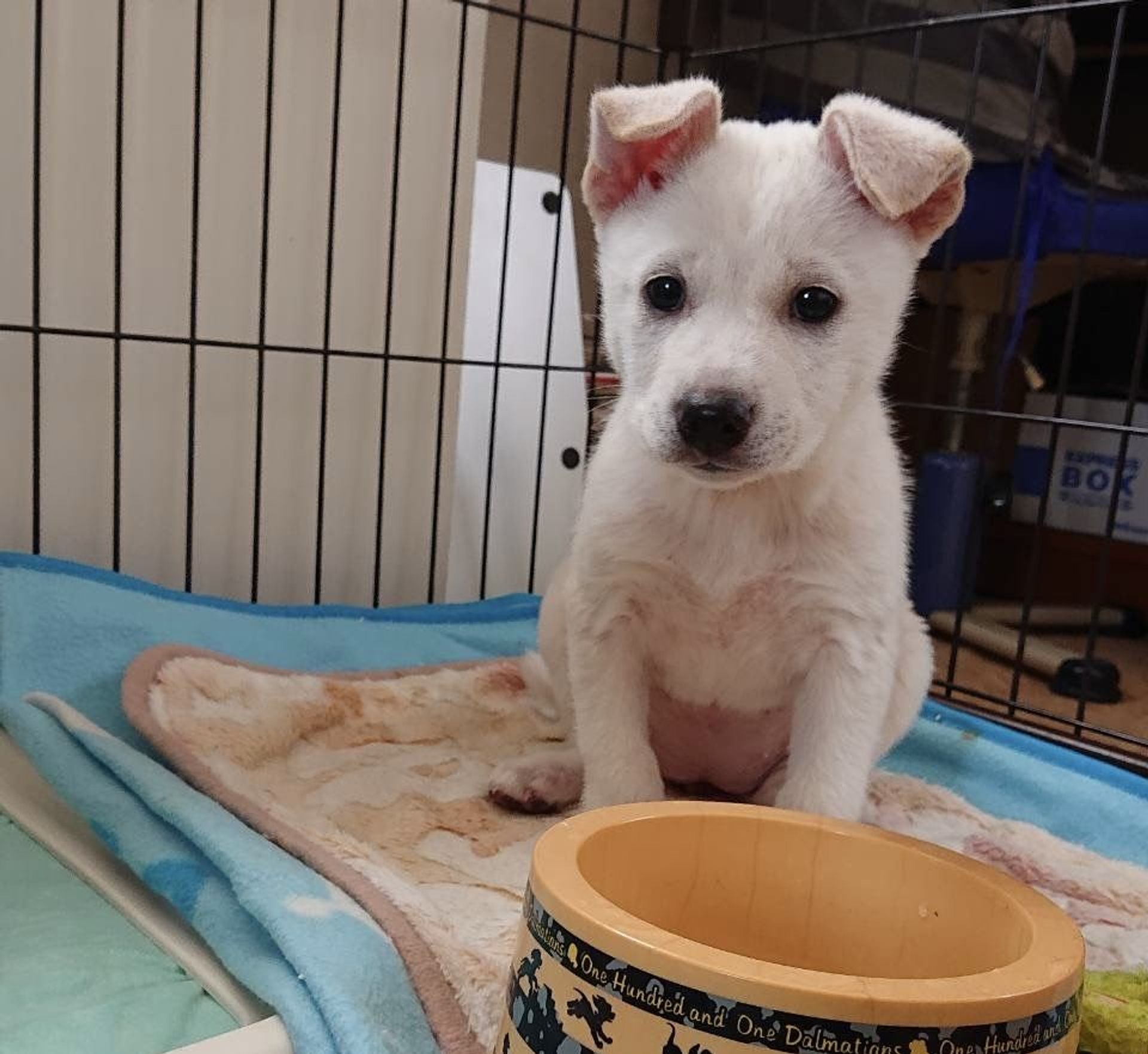雑種（ミックス犬）・メスの里親募集の写真