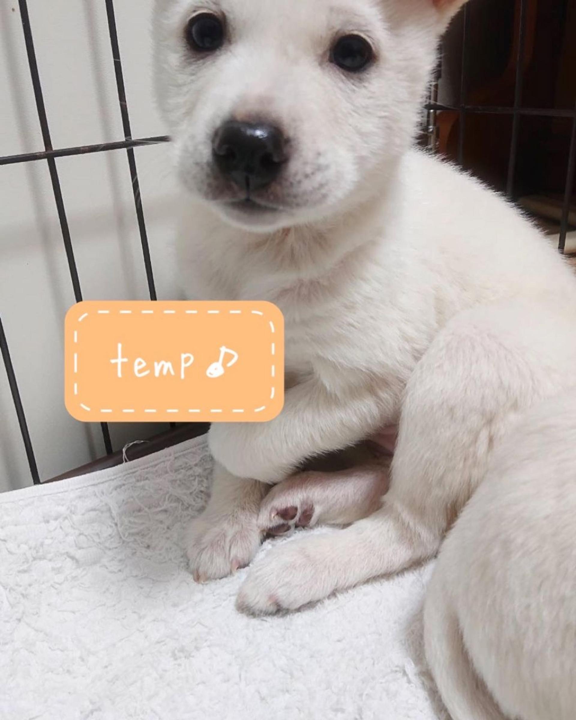 pet-image-2