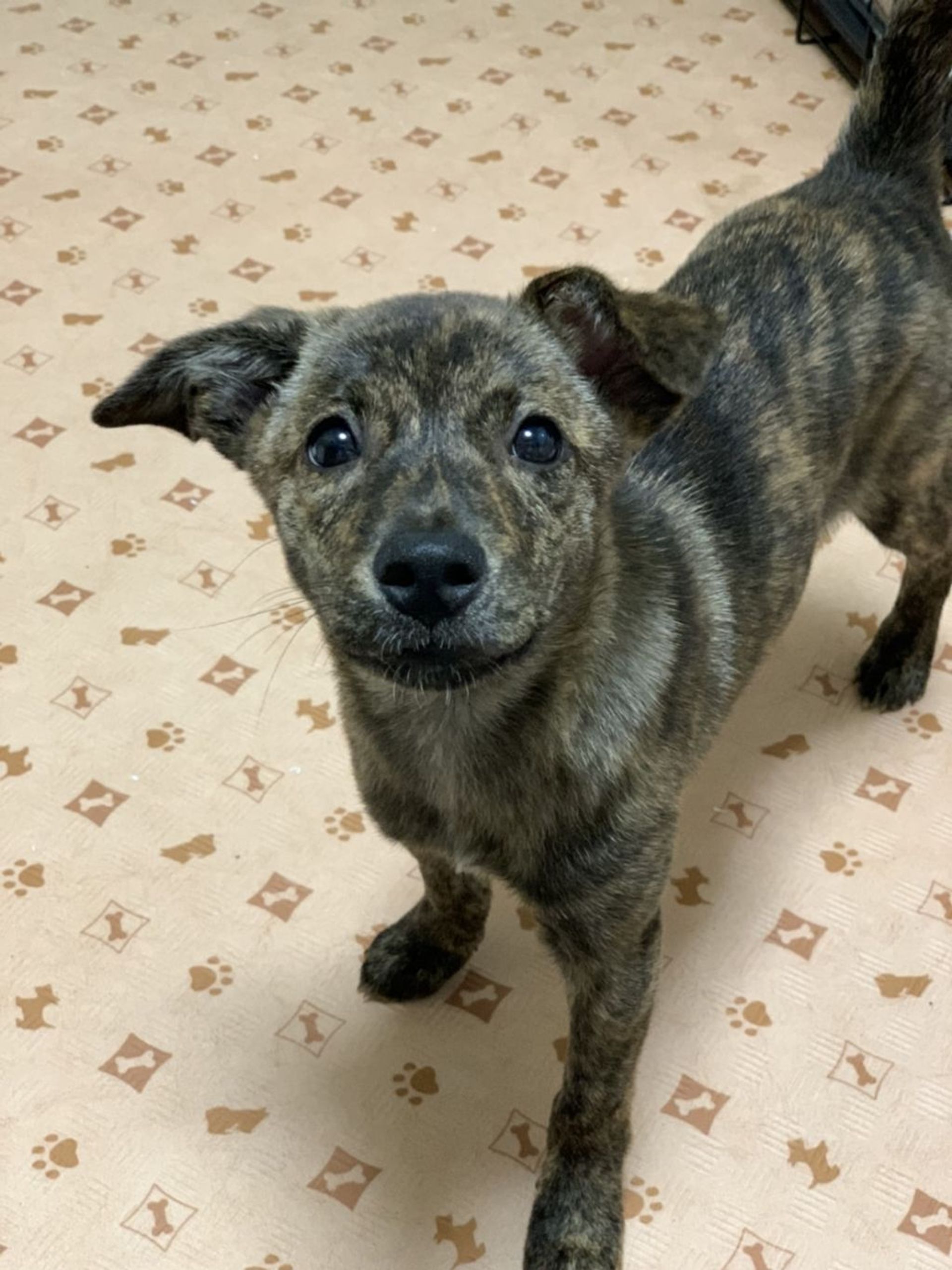 雑種（ミックス犬）・メスの里親募集の写真