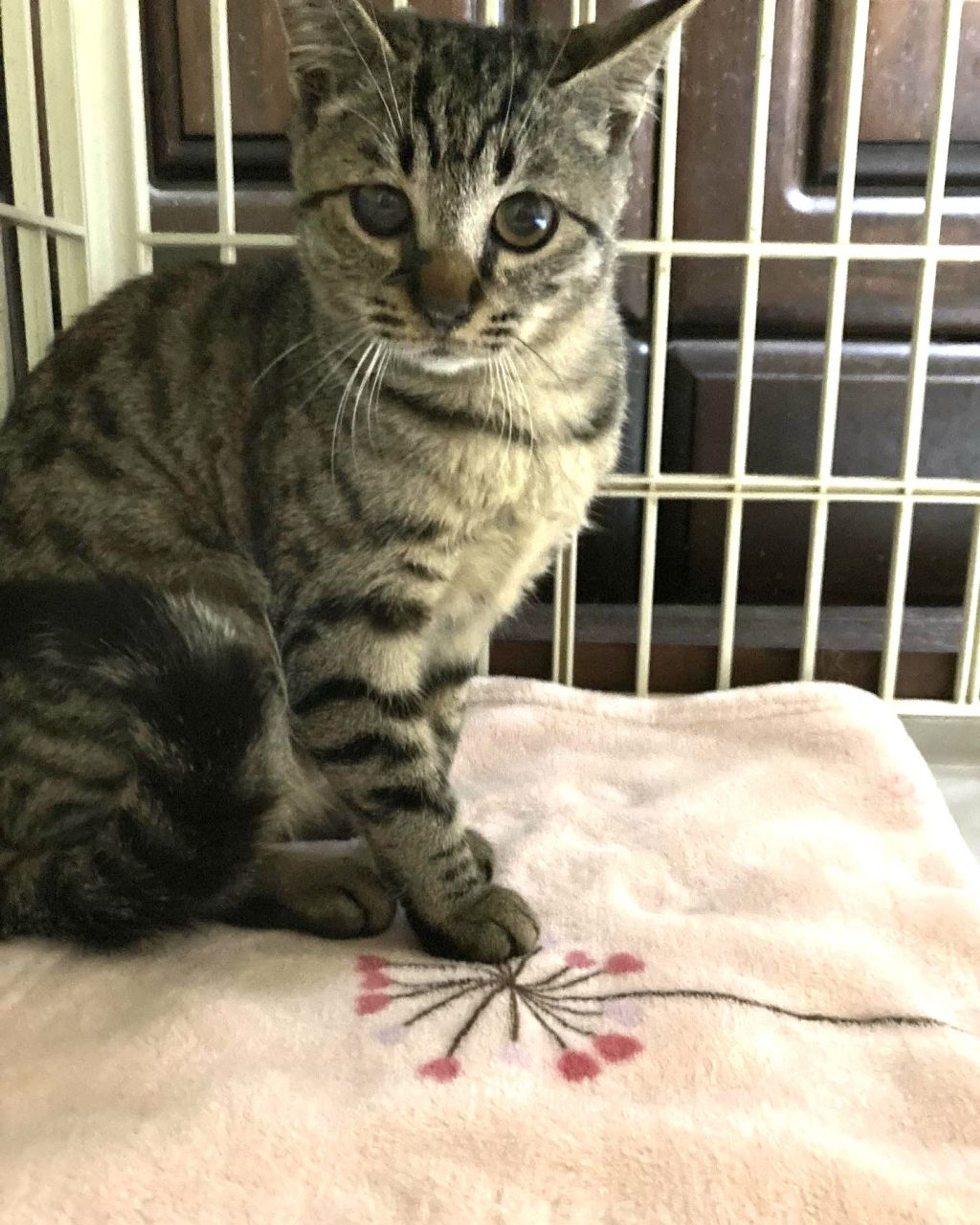 雑種（ミックス猫）・メスの里親募集の写真