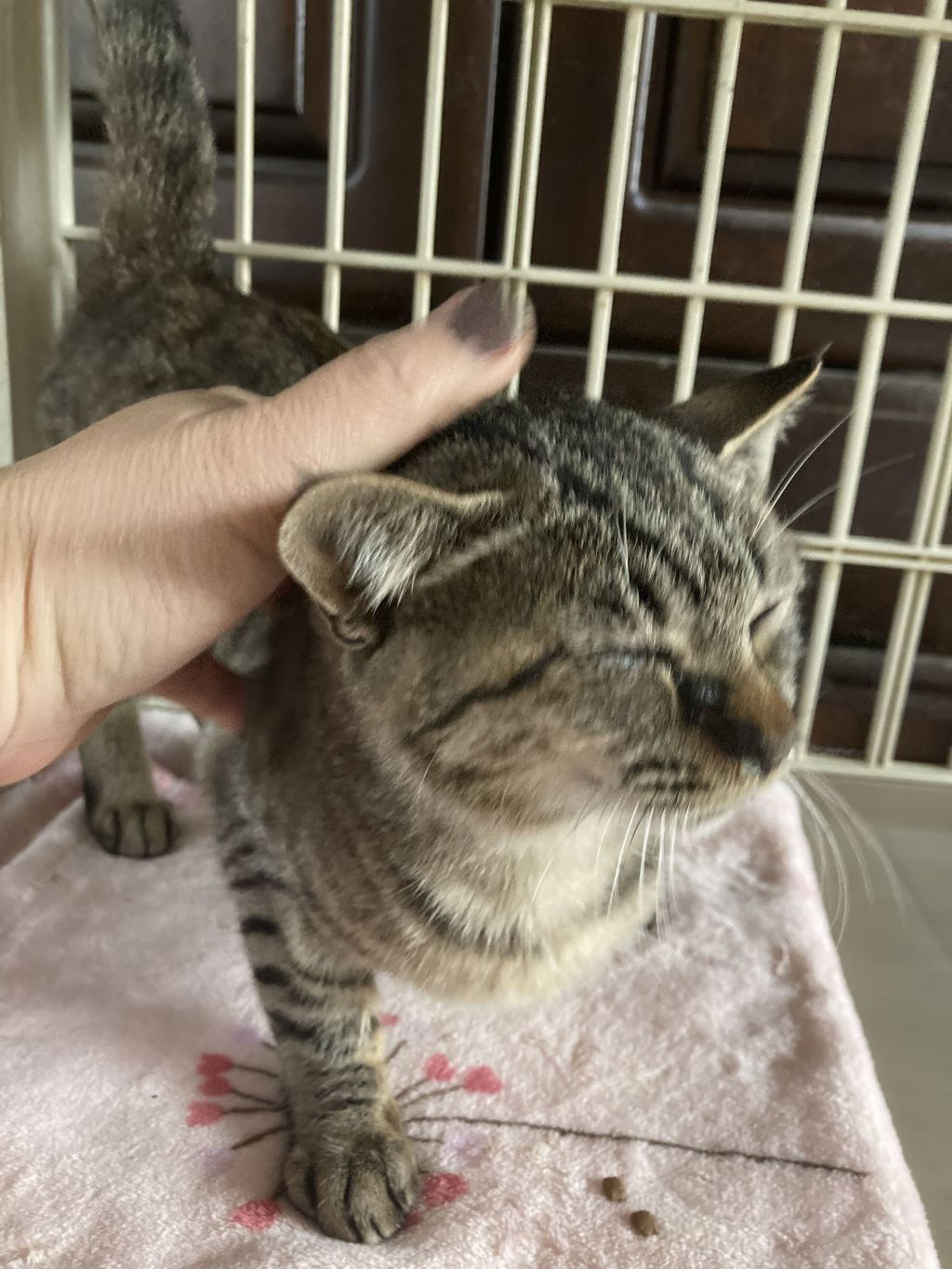 pet-image-3