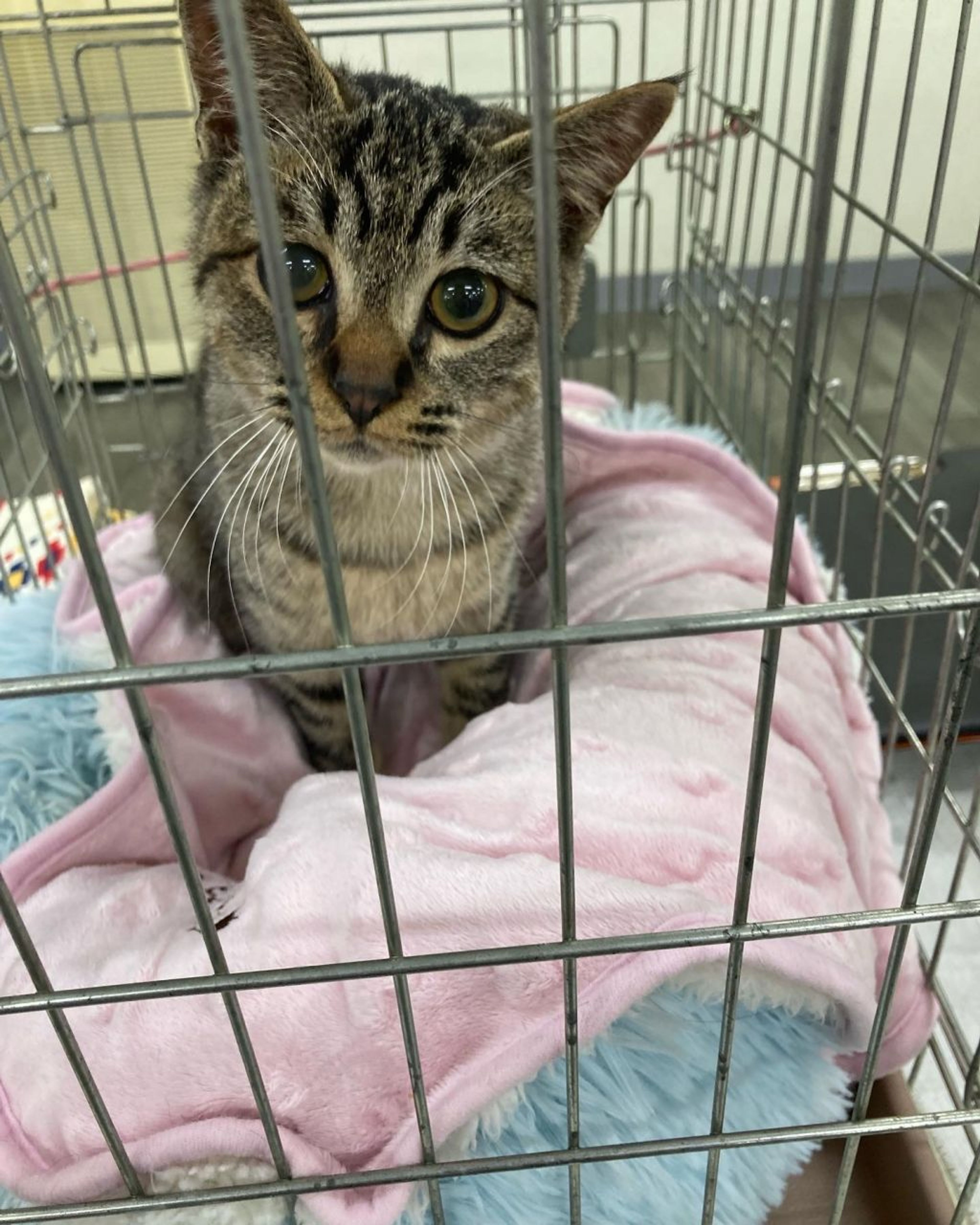 雑種（ミックス猫）・メスの里親募集の写真