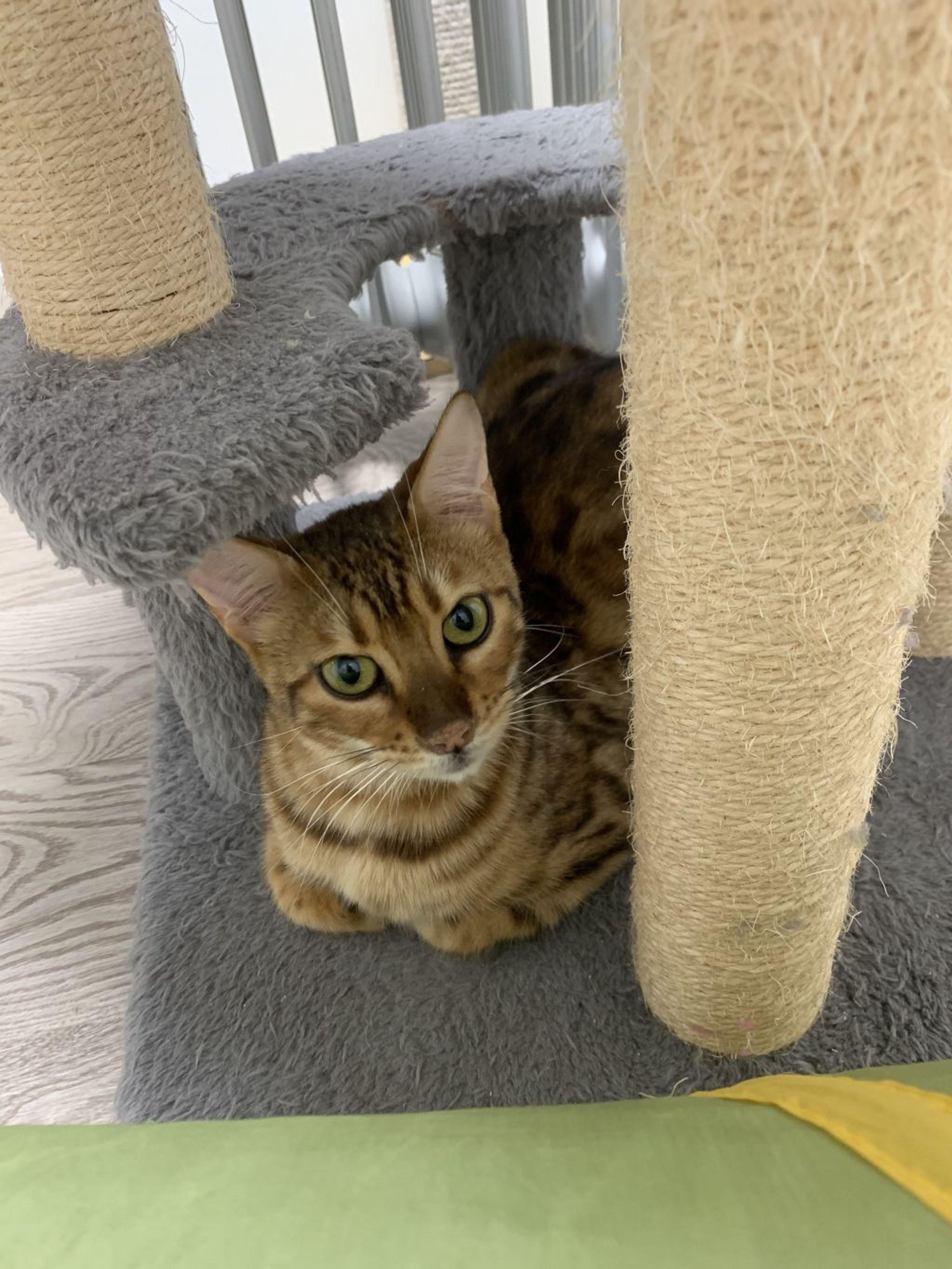 pet-image-2