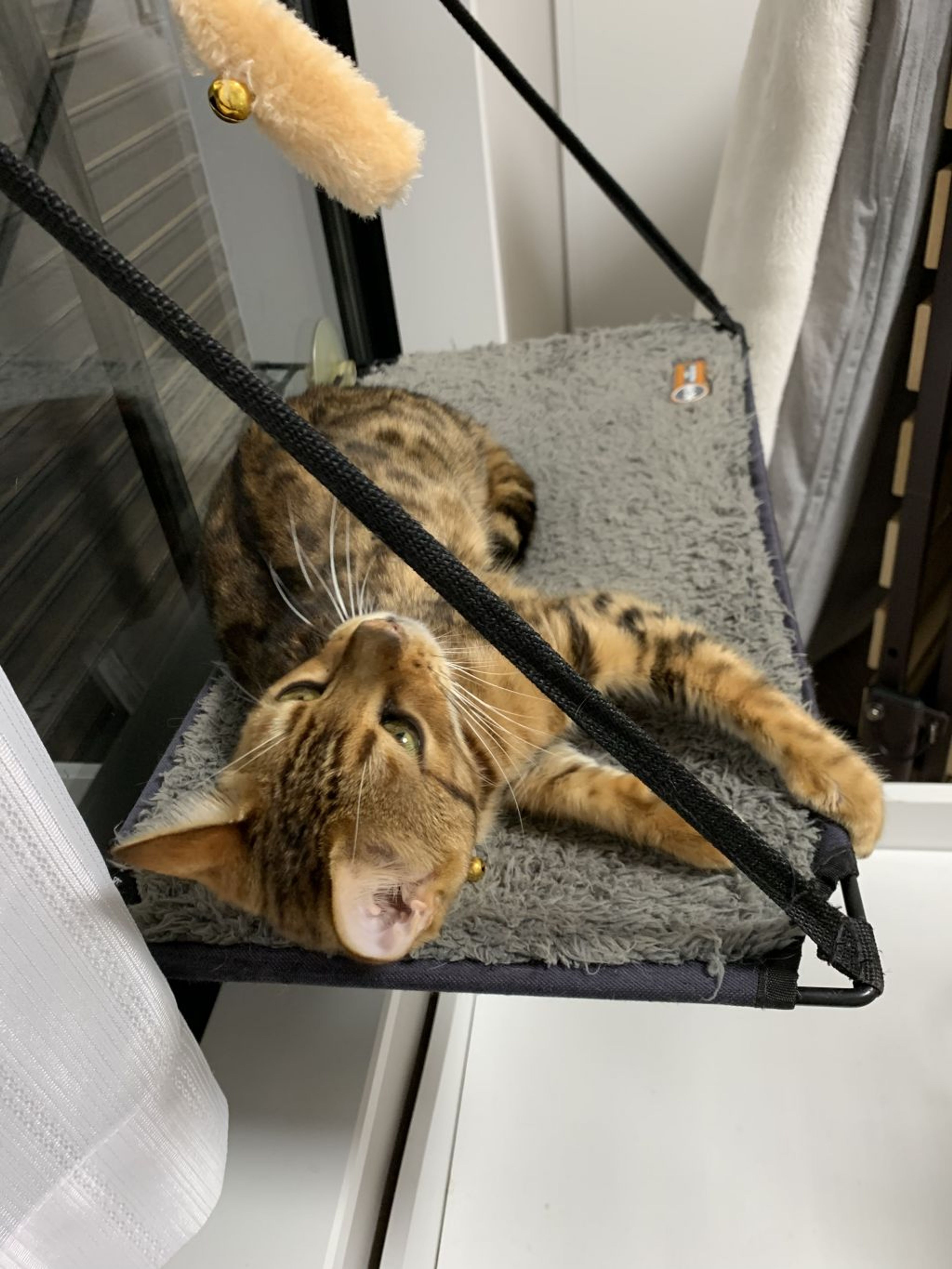 pet-image-3