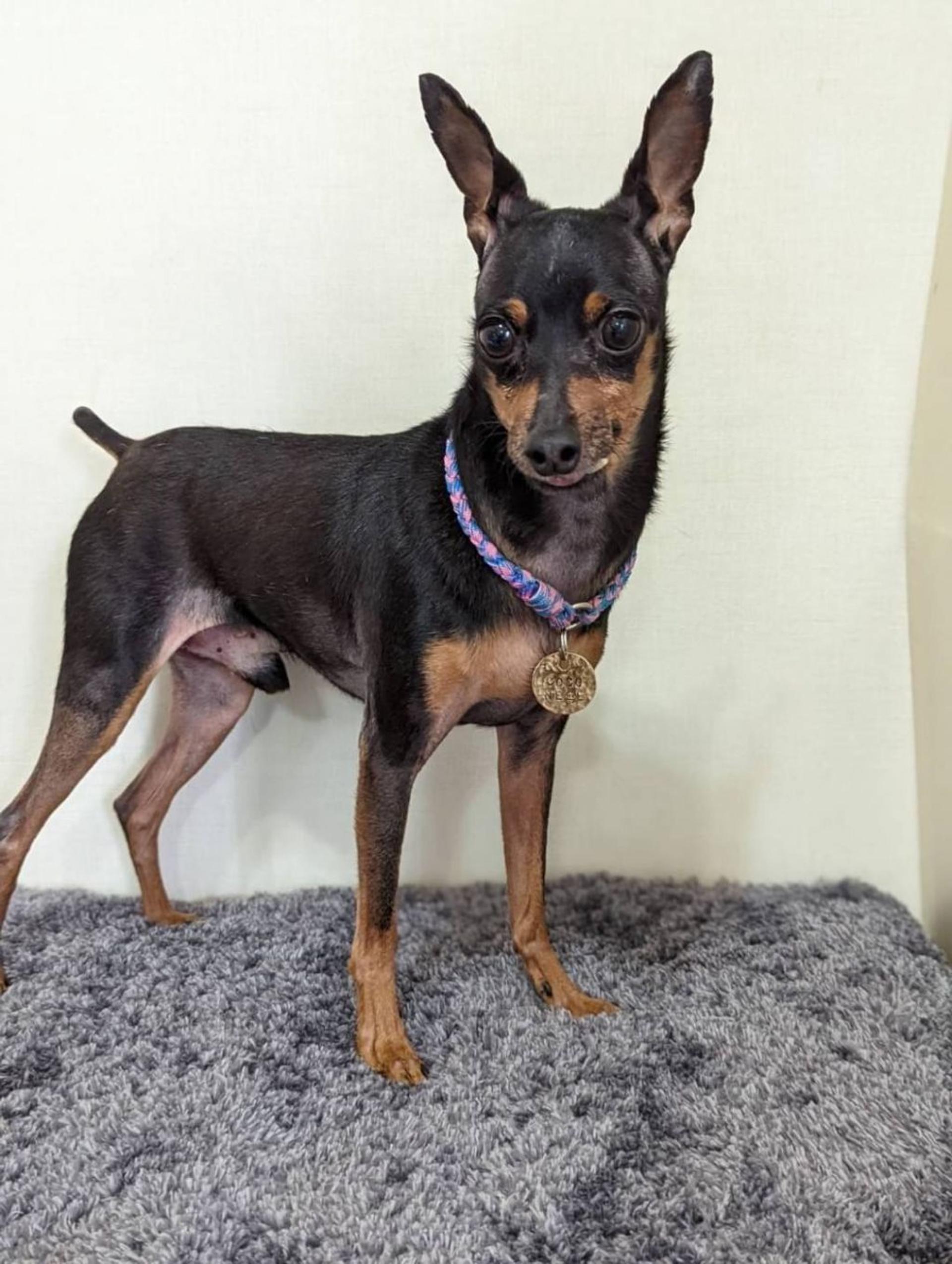 pet-image-2