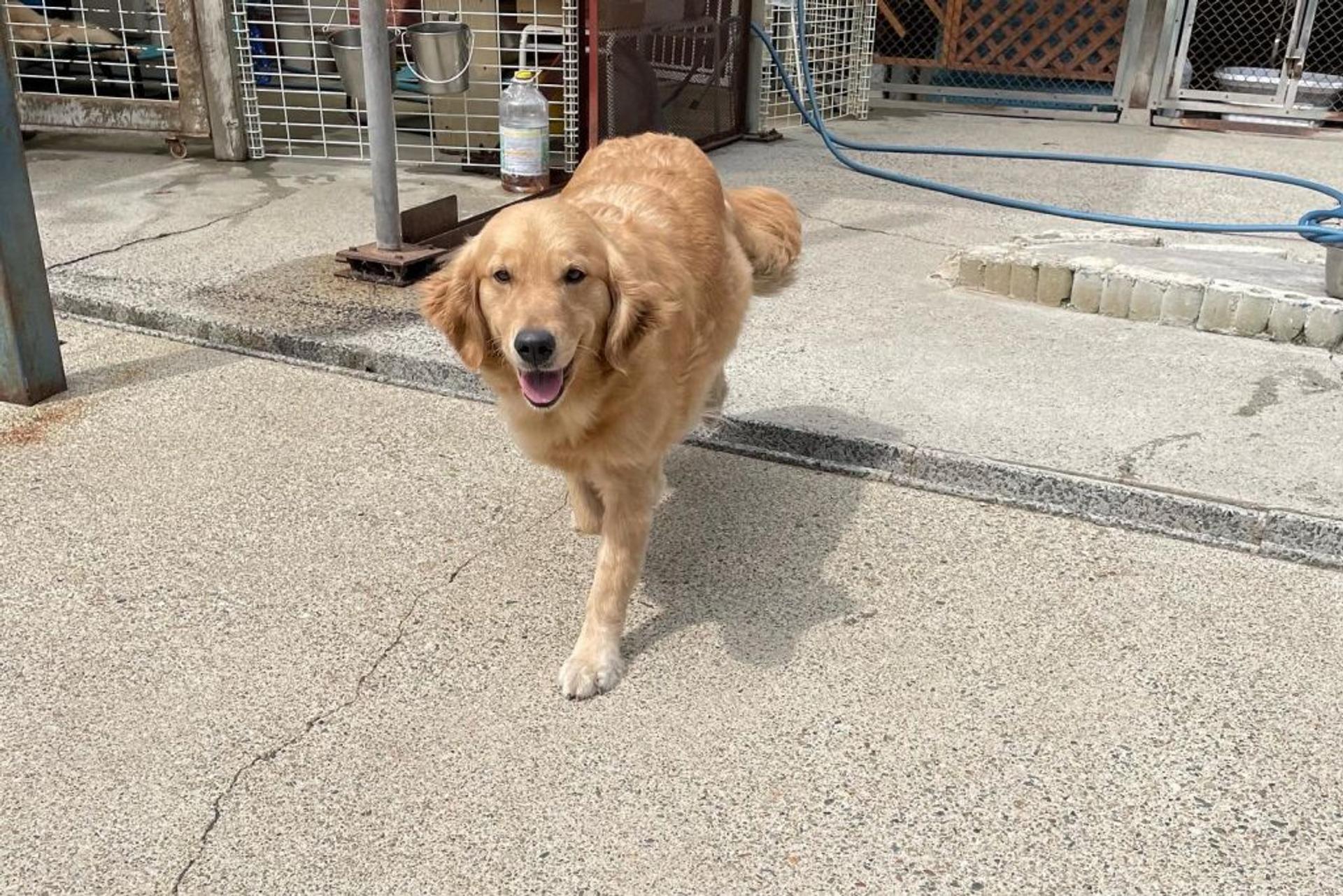 pet-image-3