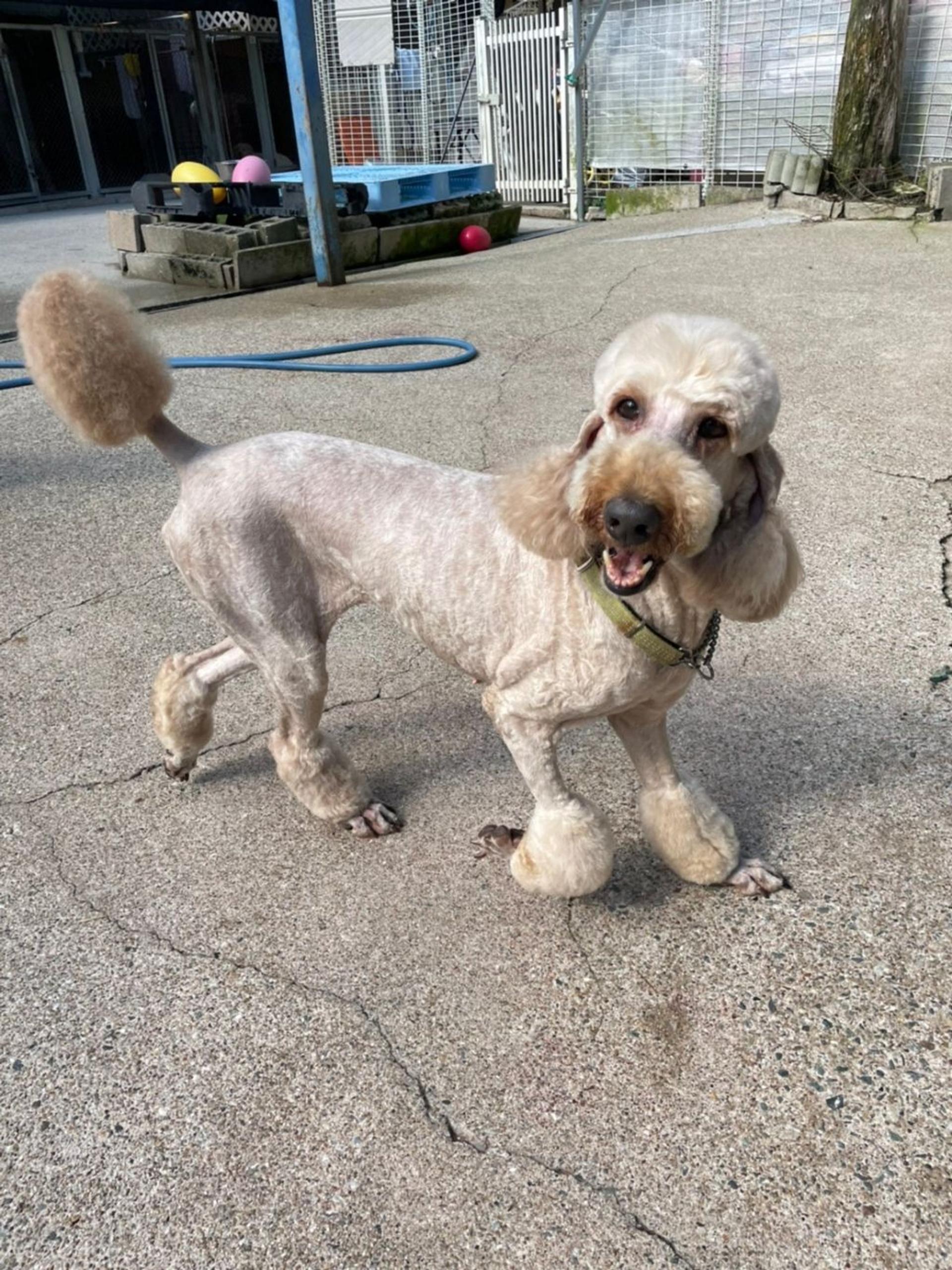 pet-image-2
