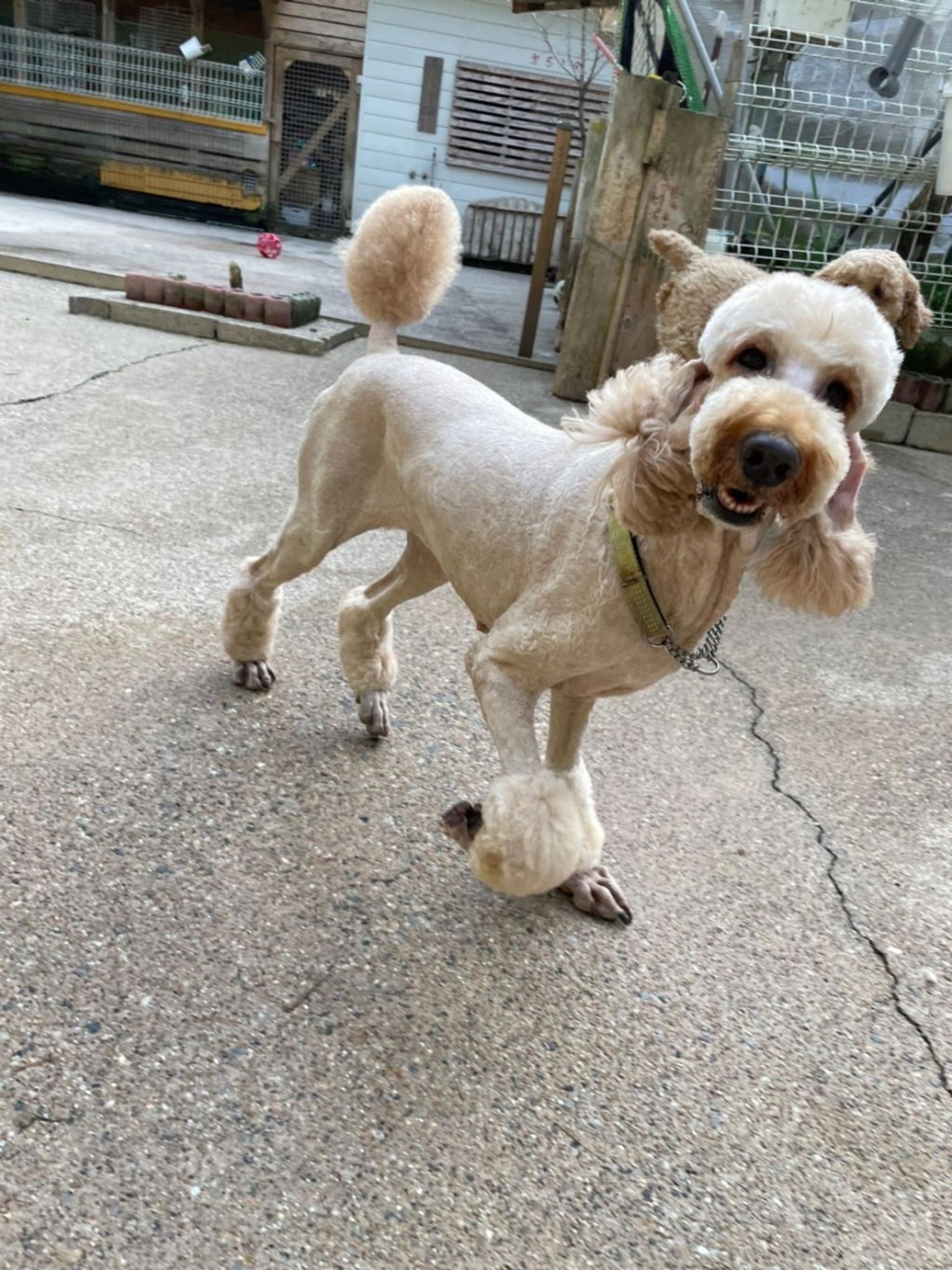 pet-image-4