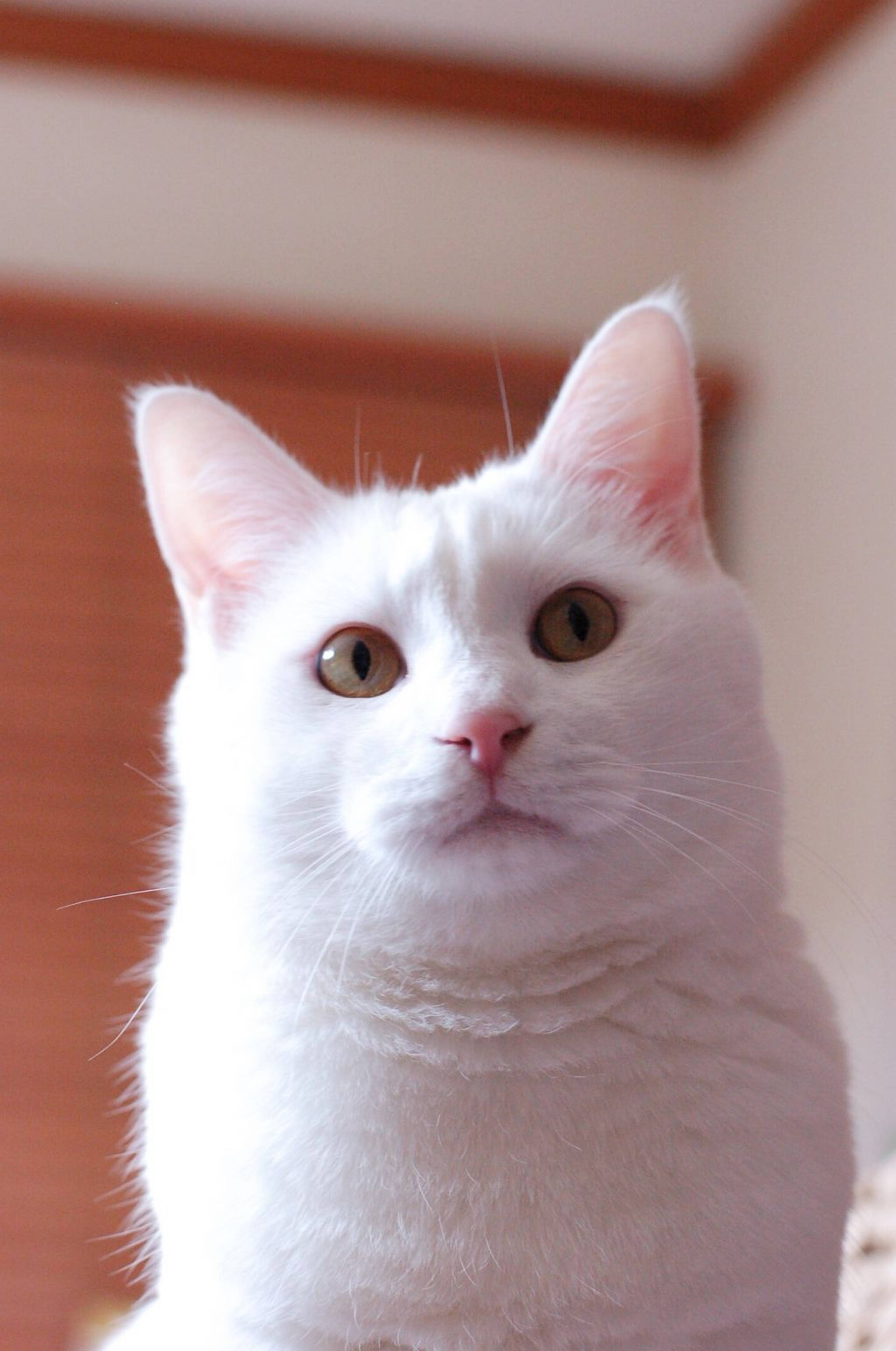 雑種（ミックス猫）・オスの里親募集の写真