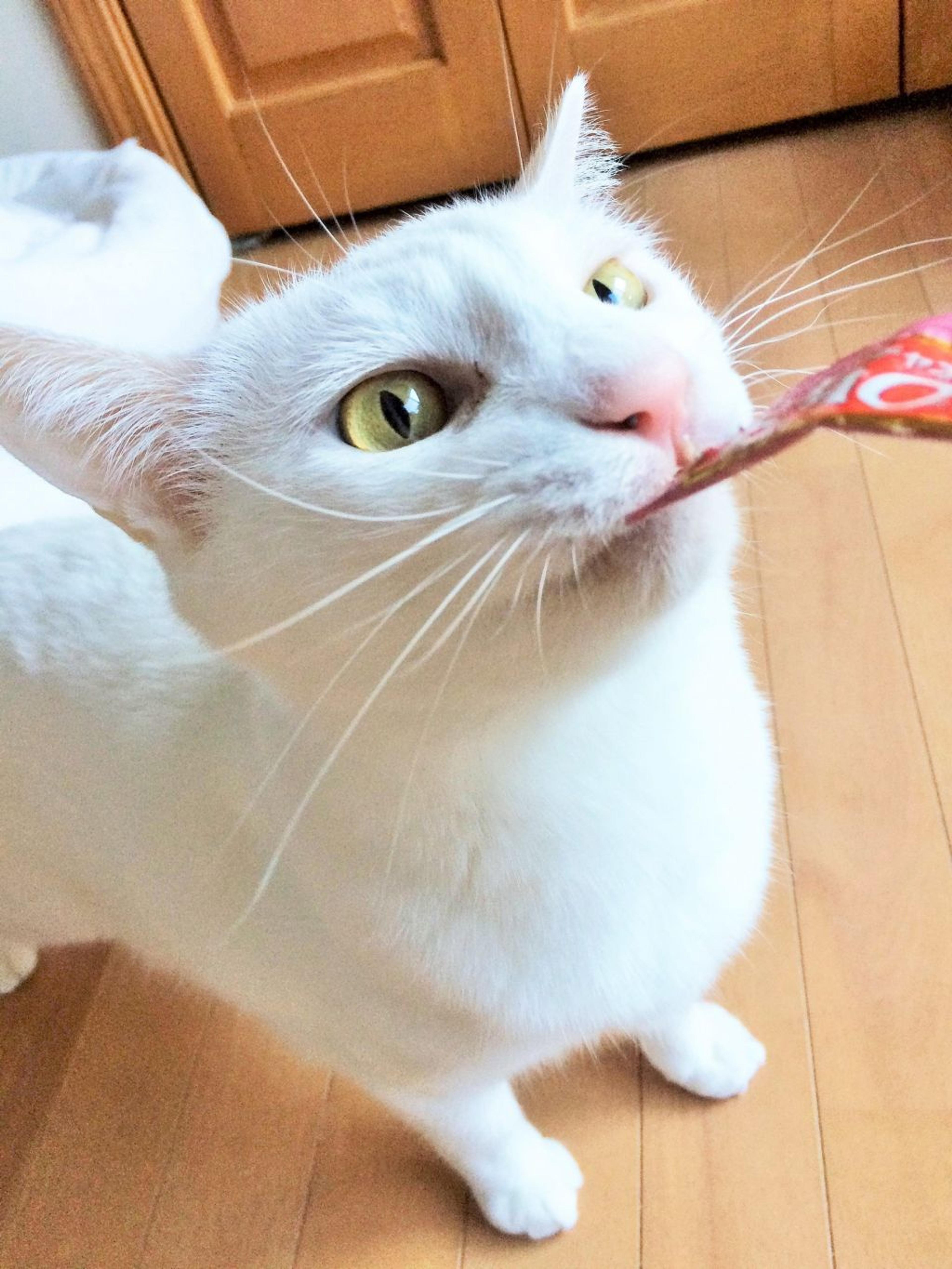 pet-image-2