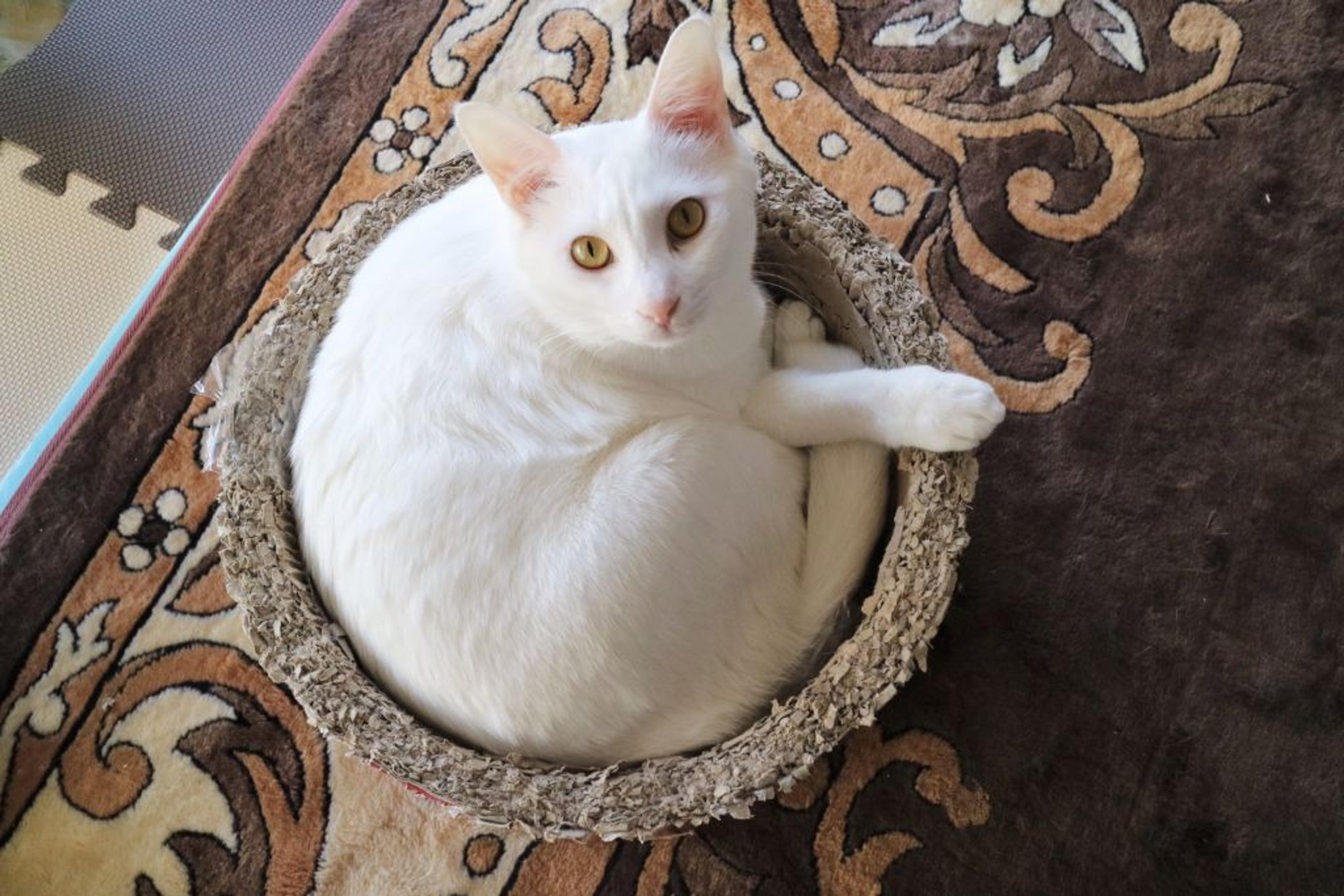 pet-image-3
