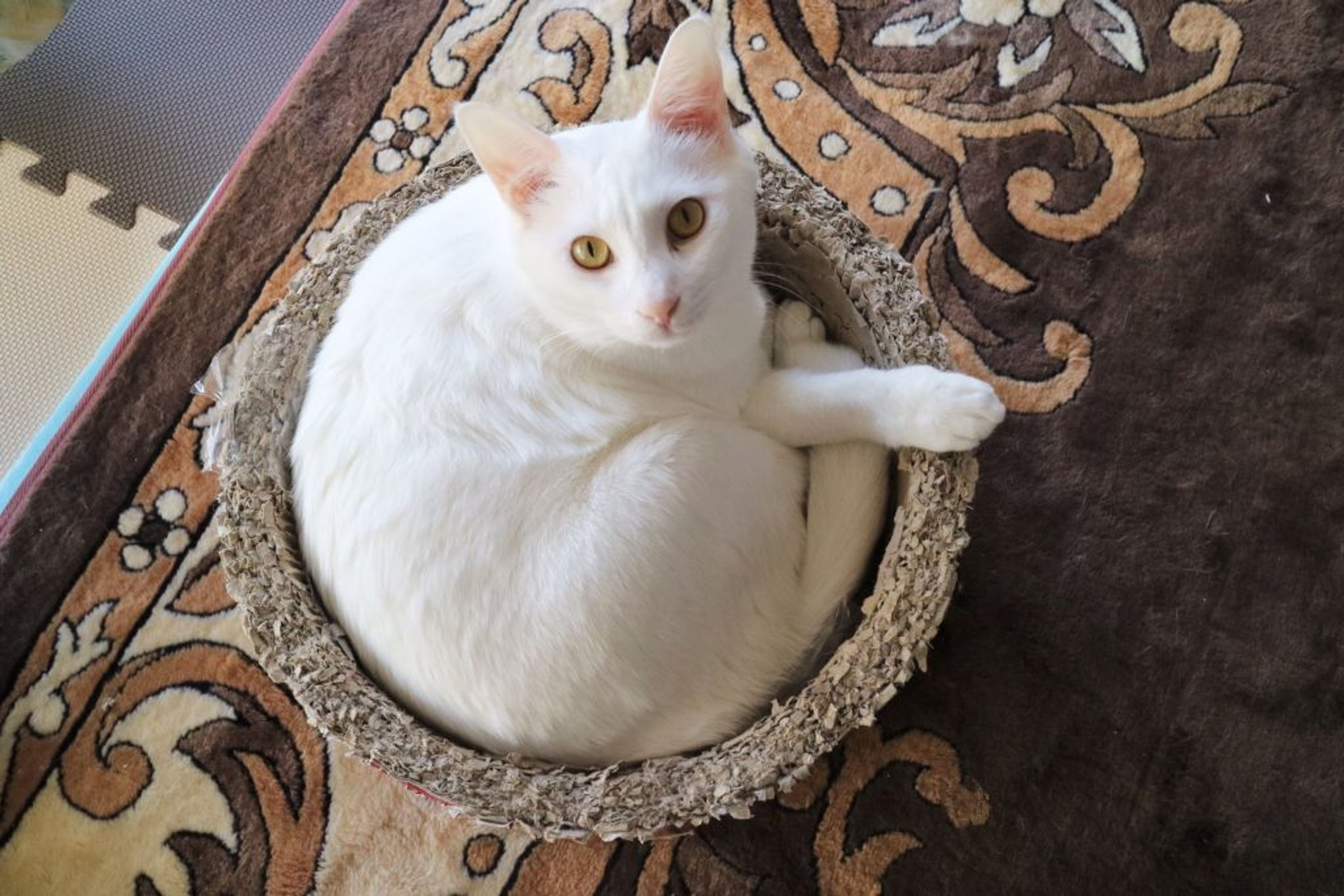 pet-image-3