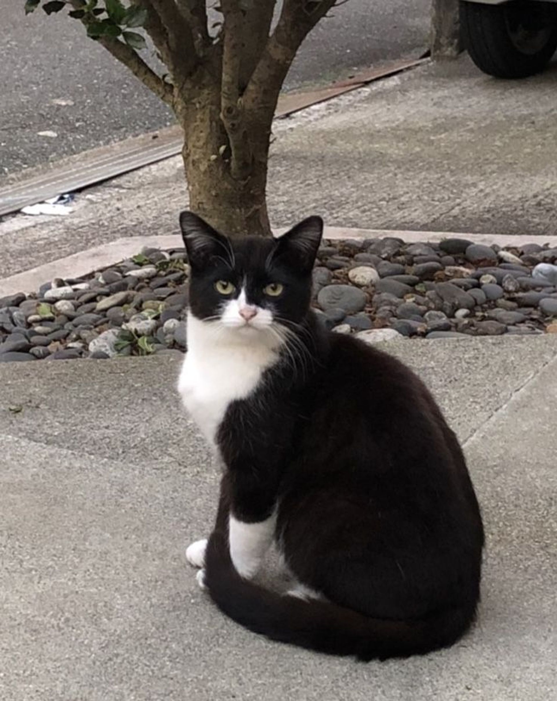 雑種（ミックス猫）・オスの里親募集の写真
