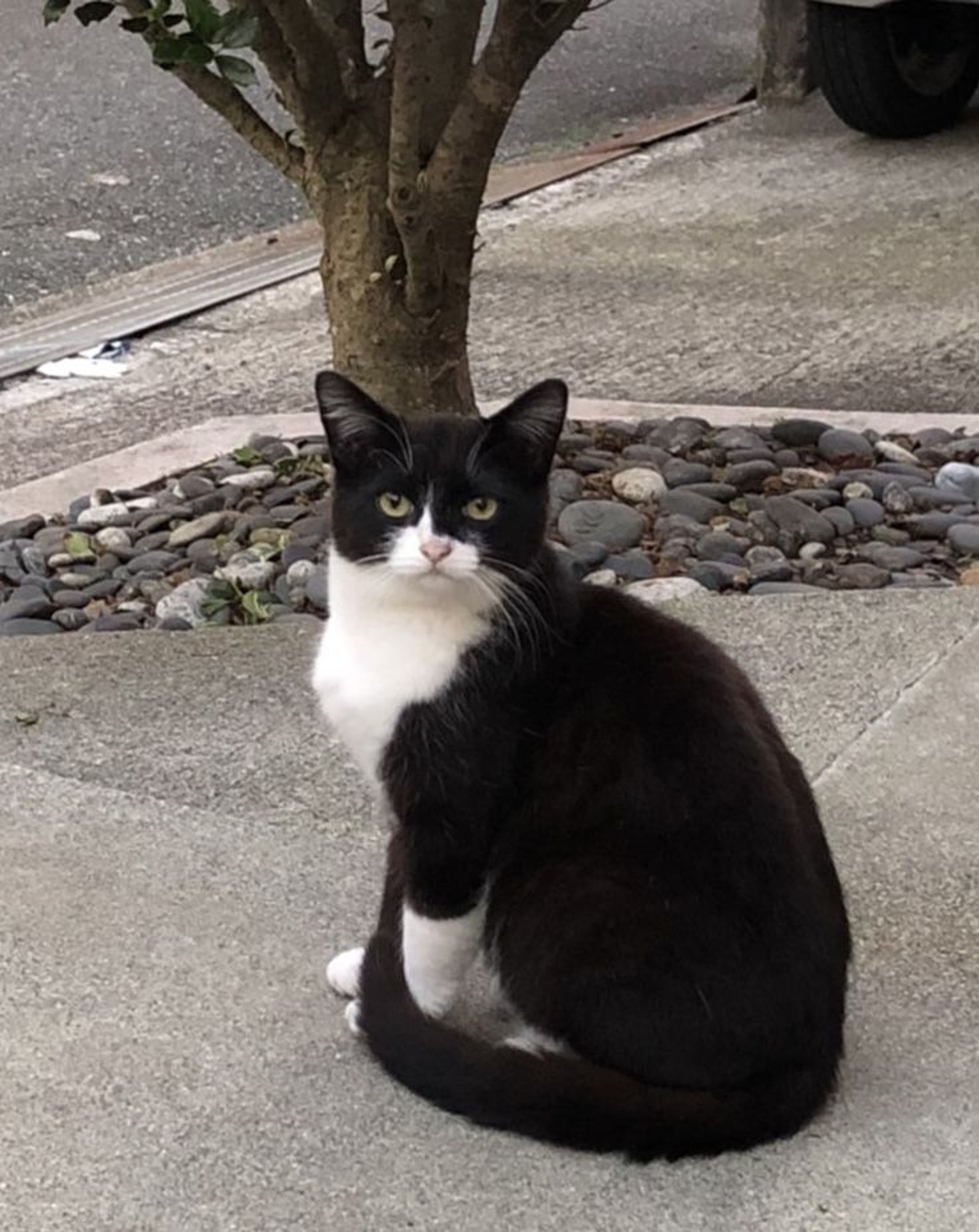 雑種（ミックス猫）・オスの里親募集の写真