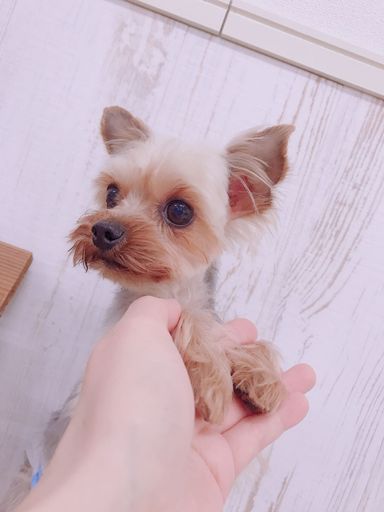 クリッパーの写真