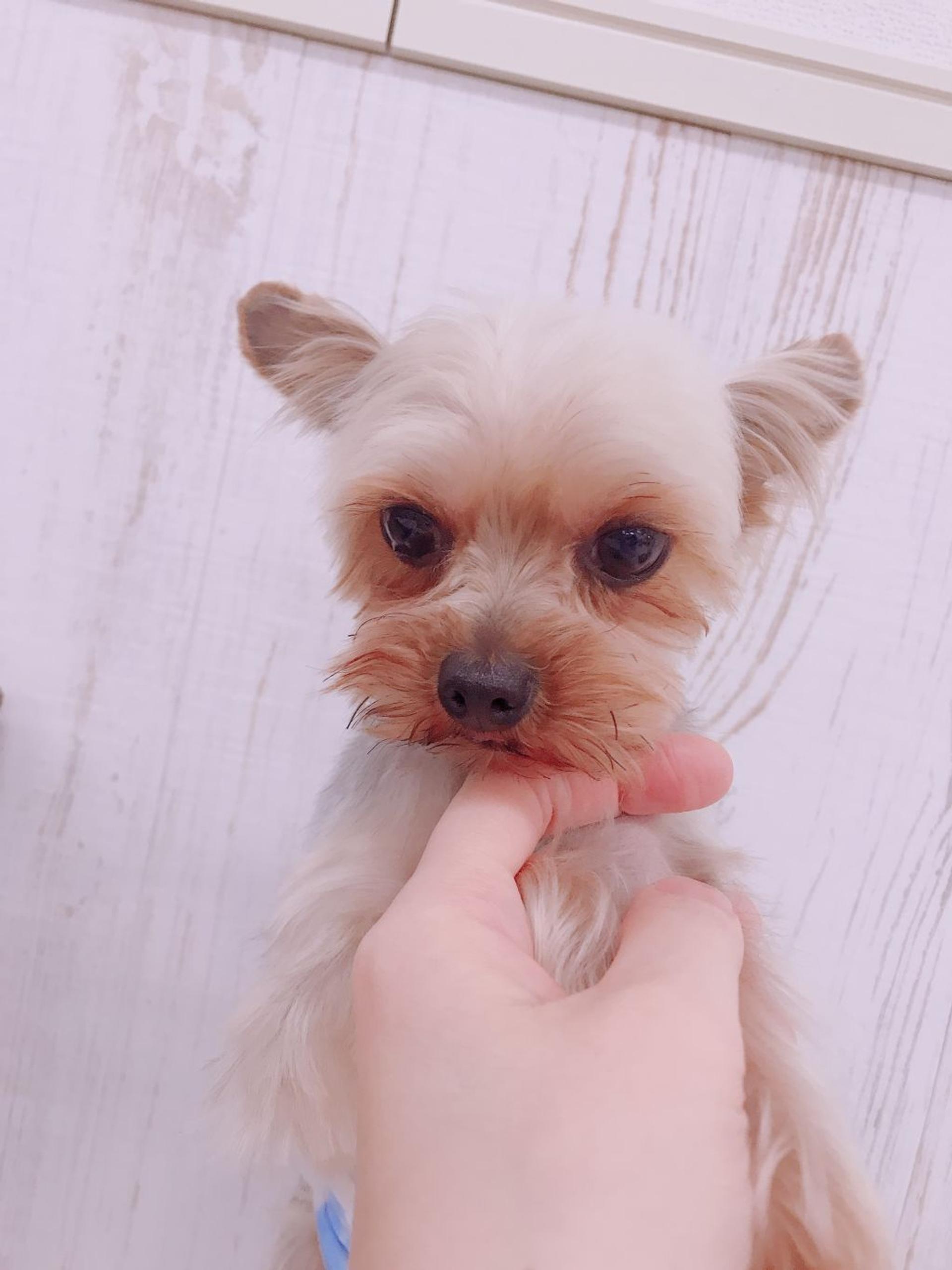 pet-image-2