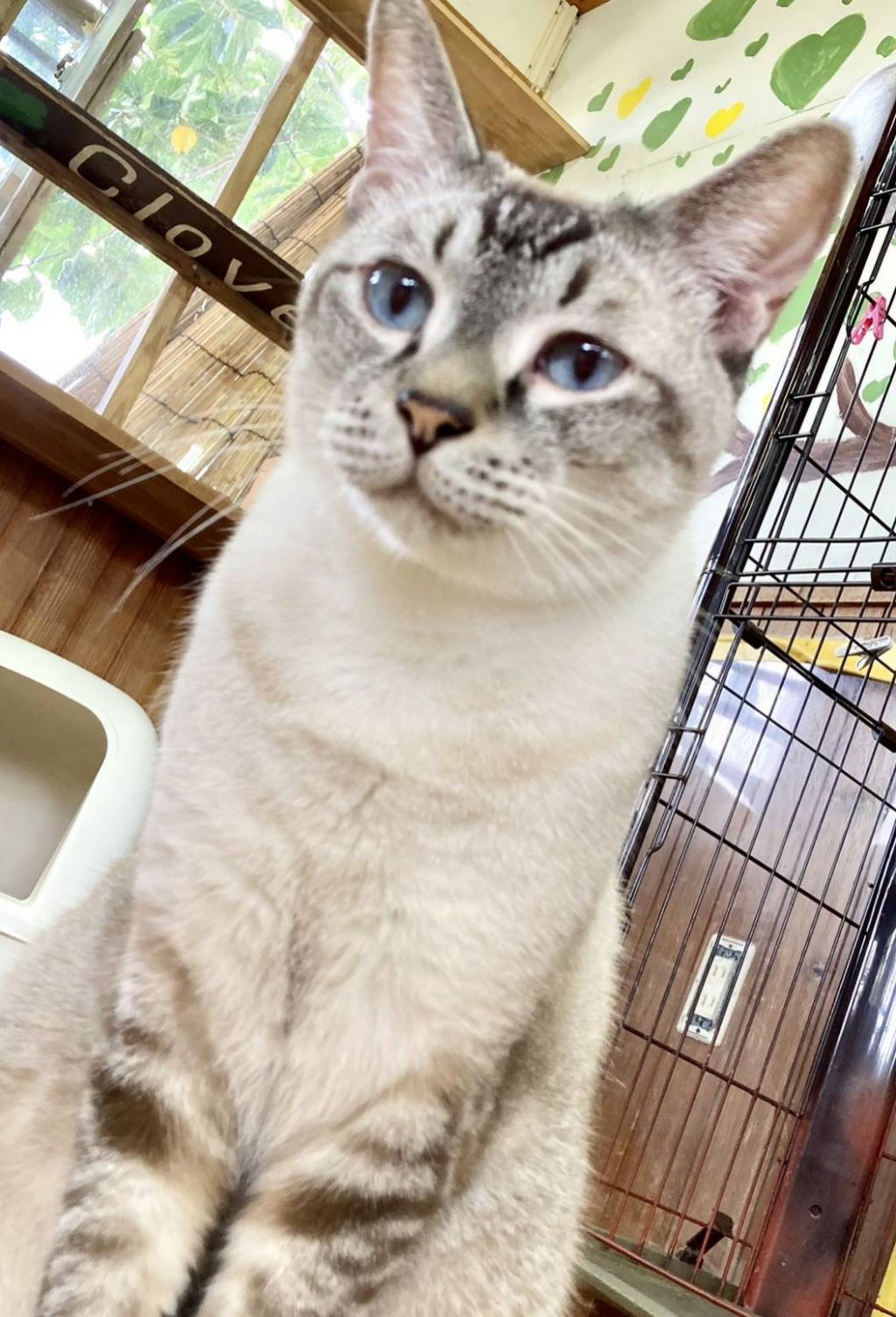雑種（ミックス猫）・オスの里親募集の写真