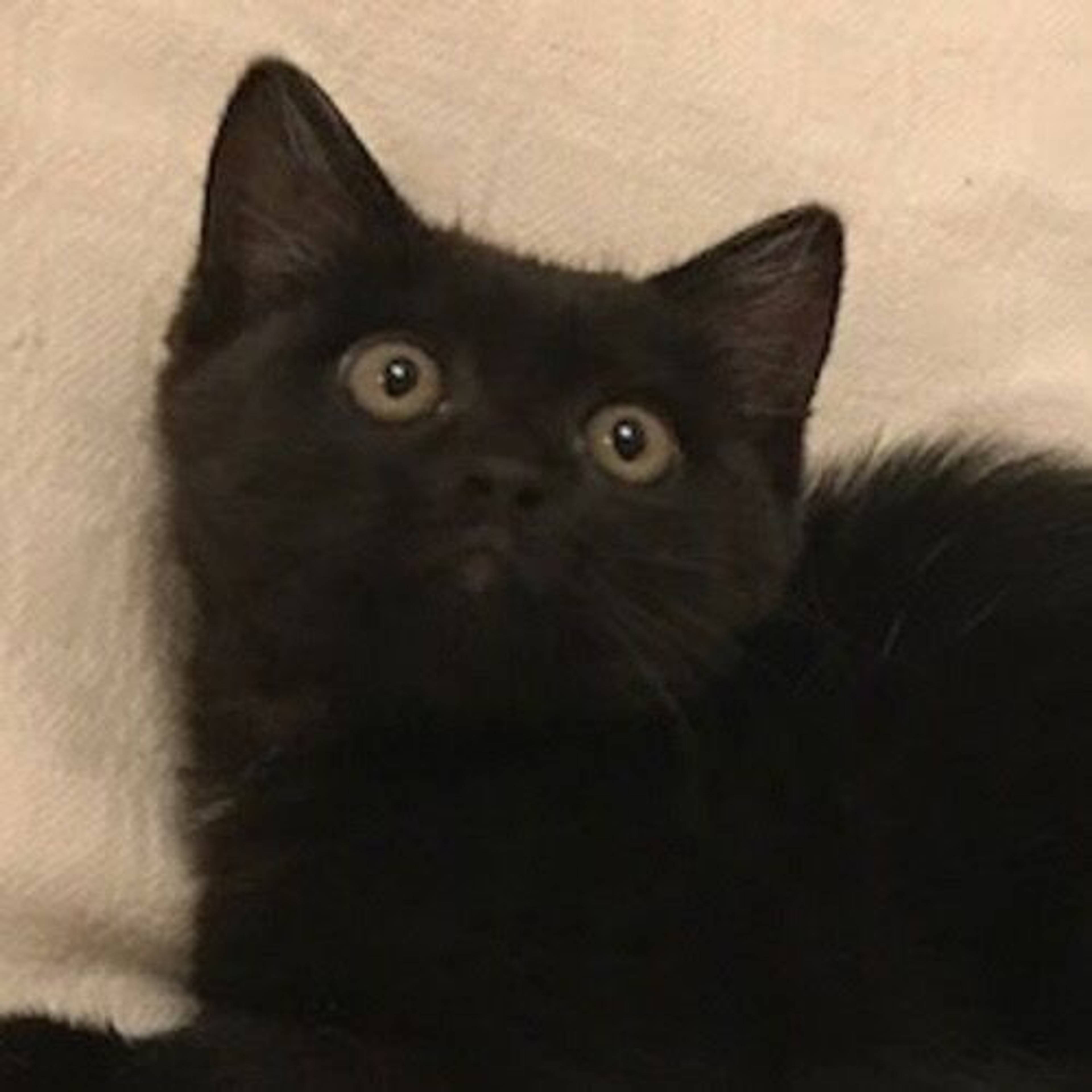 雑種（ミックス猫）・オスの里親募集の写真