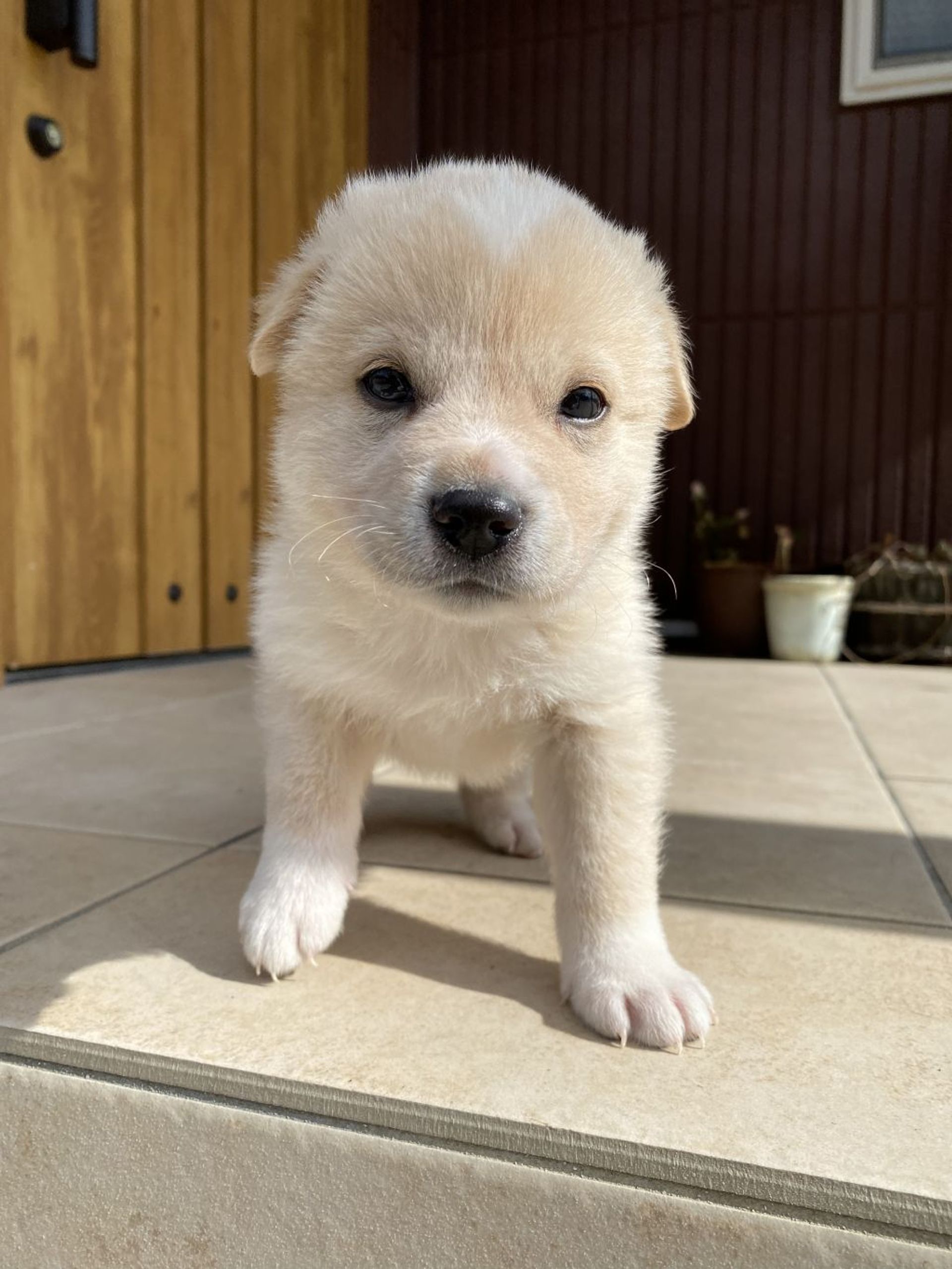 雑種（ミックス犬）・オスの里親募集の写真
